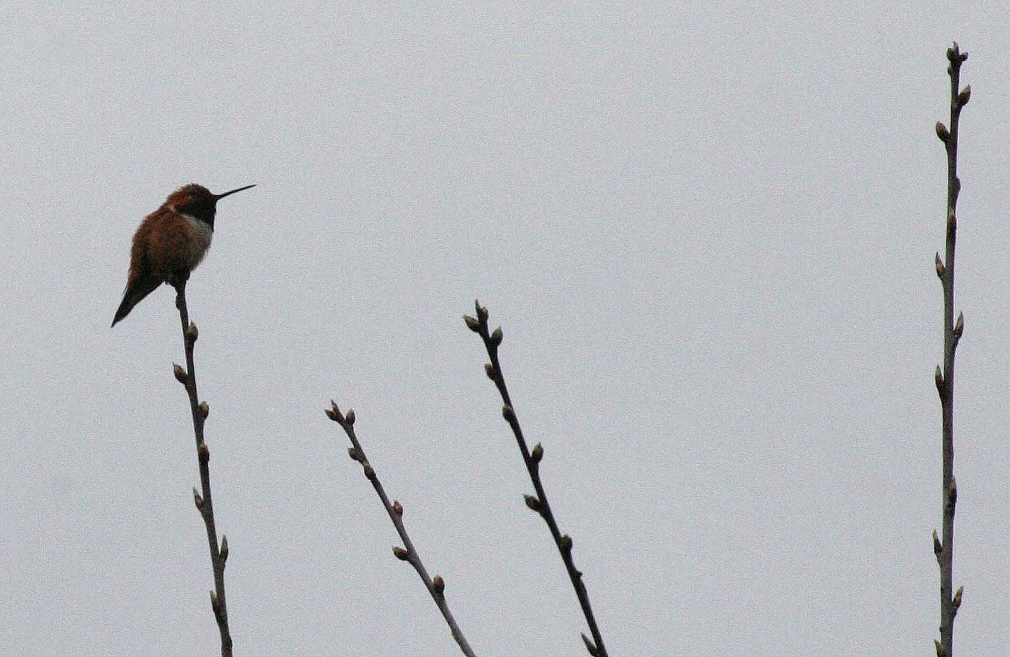 BIRD - HUMMINGBIRD - RUFOUS HUMMINGBIRD - LAKE FARM WA (3).JPG