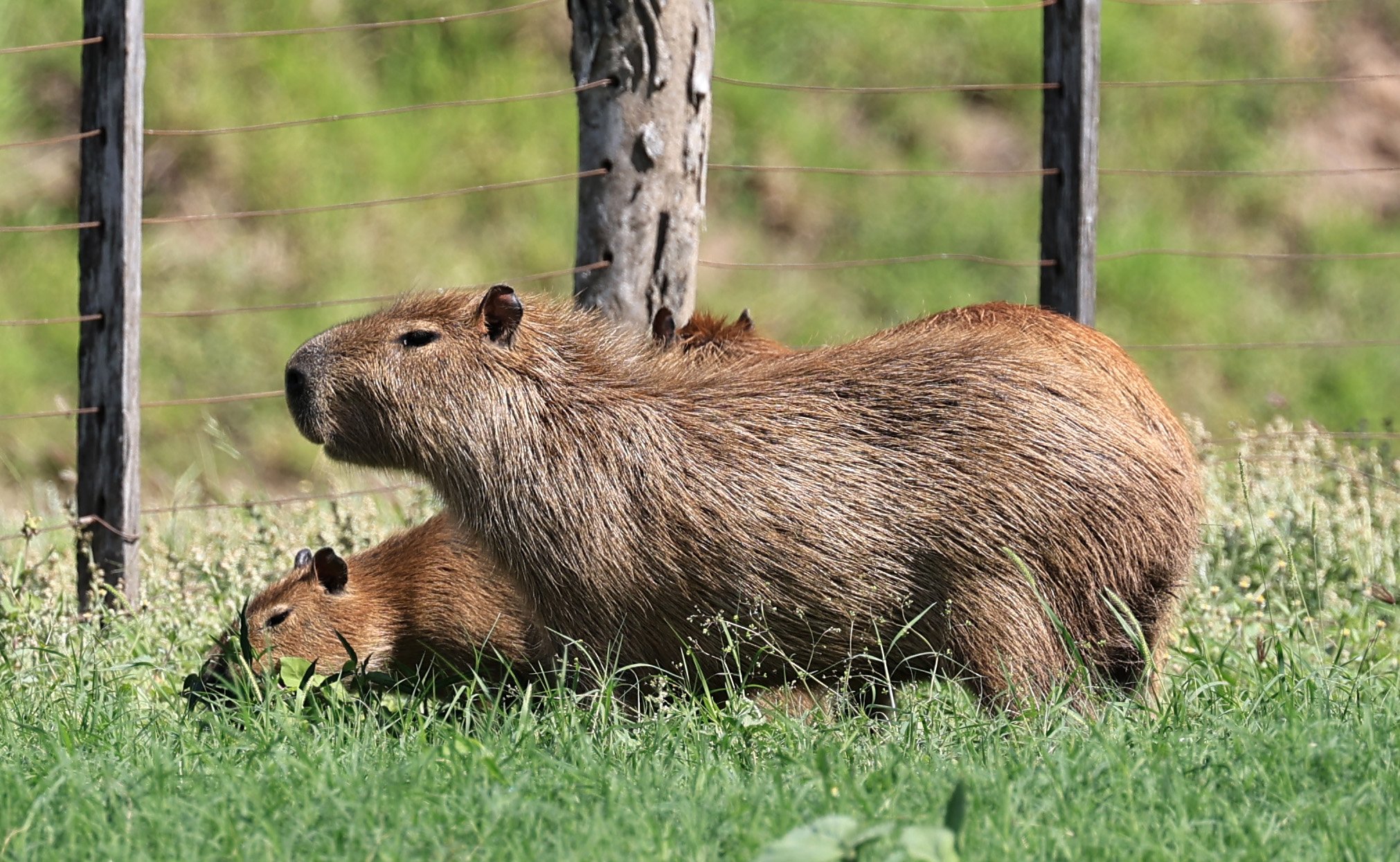 Capybara (Hydrochoerus hydrochaeris) Loma Plata Paraguay - Brunnen Strasse (18).jpg