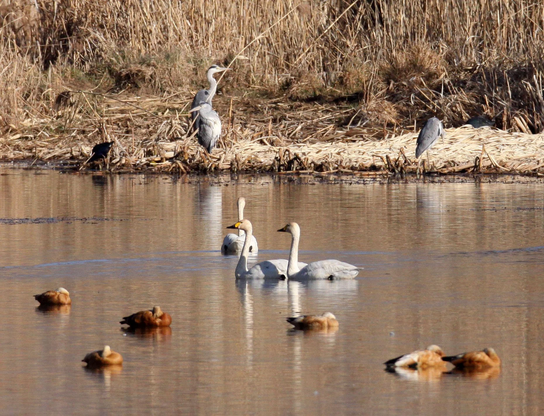 SWAN - TUNDRA SWAN - Cygnus columbianus - CAO HAI WETLANDS PARK NEAR LIJIANG YUNNAN CHINA (13).JPG