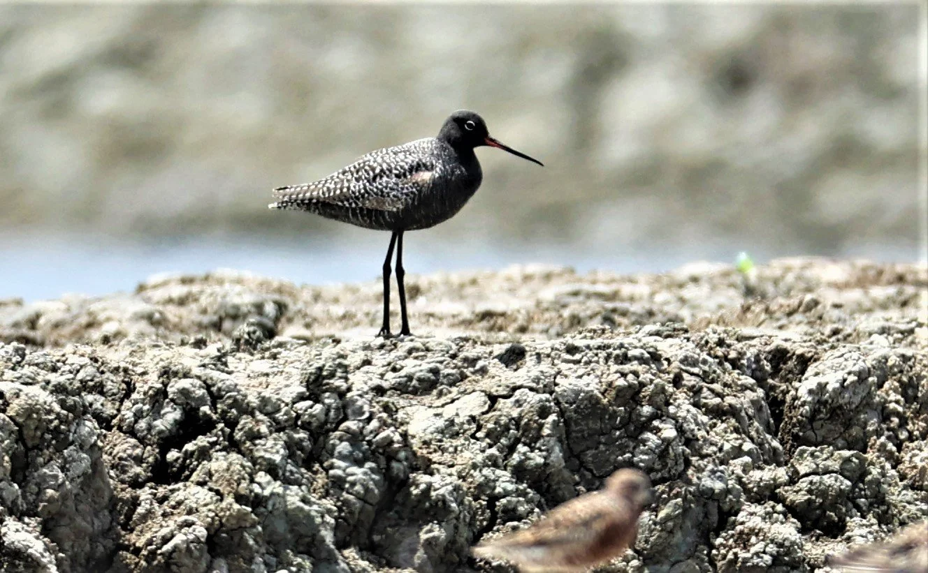 REDSHANK - SPOTTED REDSHANK - Tringa erythropus - CHACHOENGSAO SALT PONDS SALT CAFE MAY 7 2022 (45).jpg
