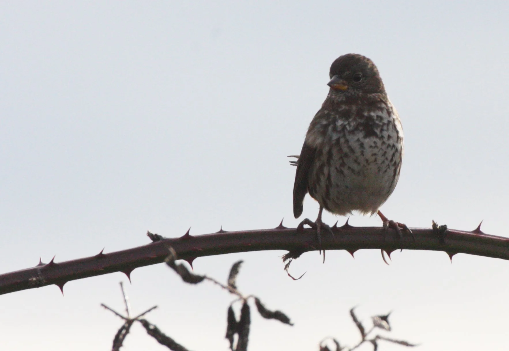 BIRD - SPARROW - FOX SPARROW - JAMESTOWN WA (19).JPG
