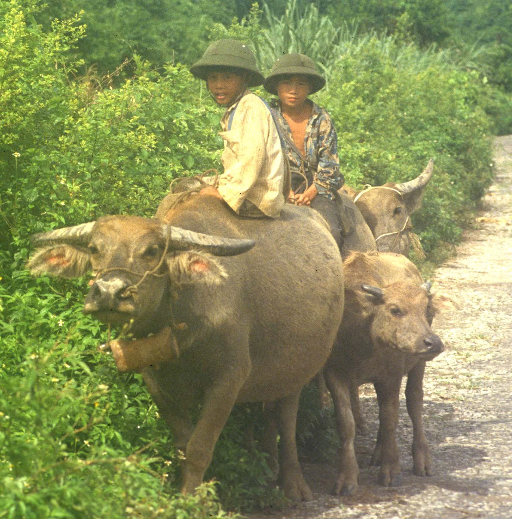NORTH - BOYS ON BUFFALO A.jpg