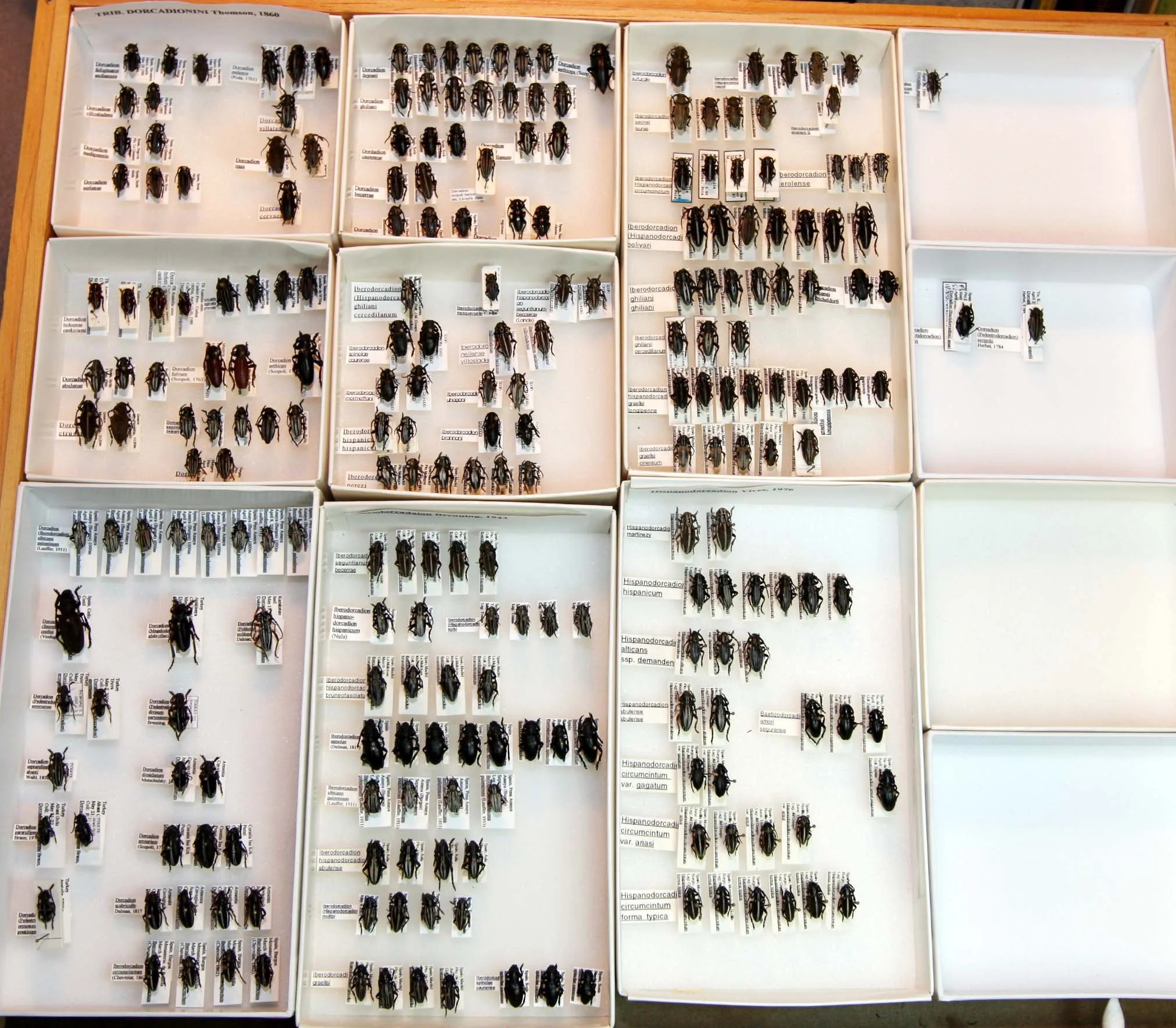 15 Lamiinae - Dorcadionini.JPG