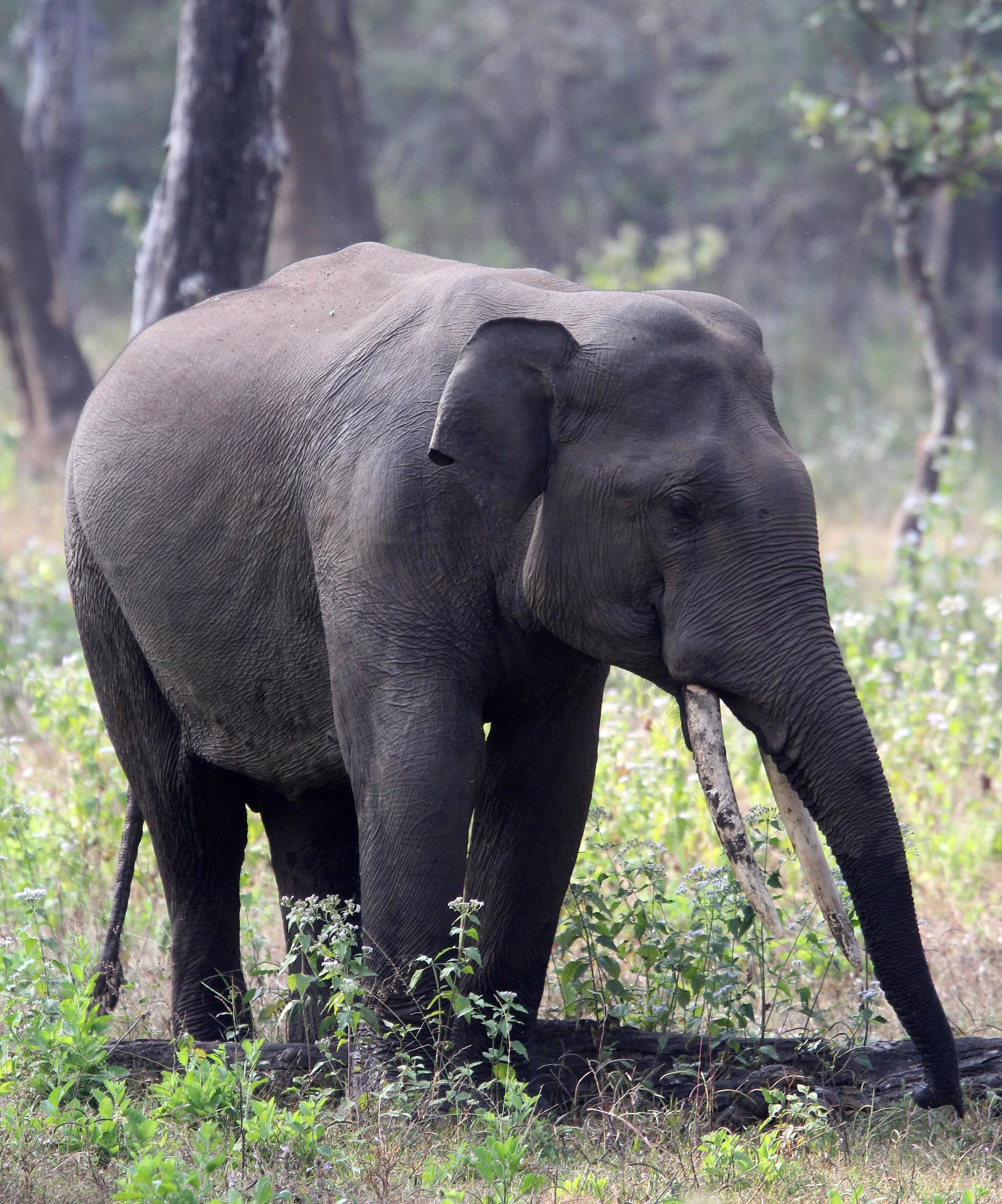 ELEPHANT - ASIAN OR INDIAN ELEPHANT - THOLPETTY RESERVE WAYANAD KERALA INDIA (7).JPG