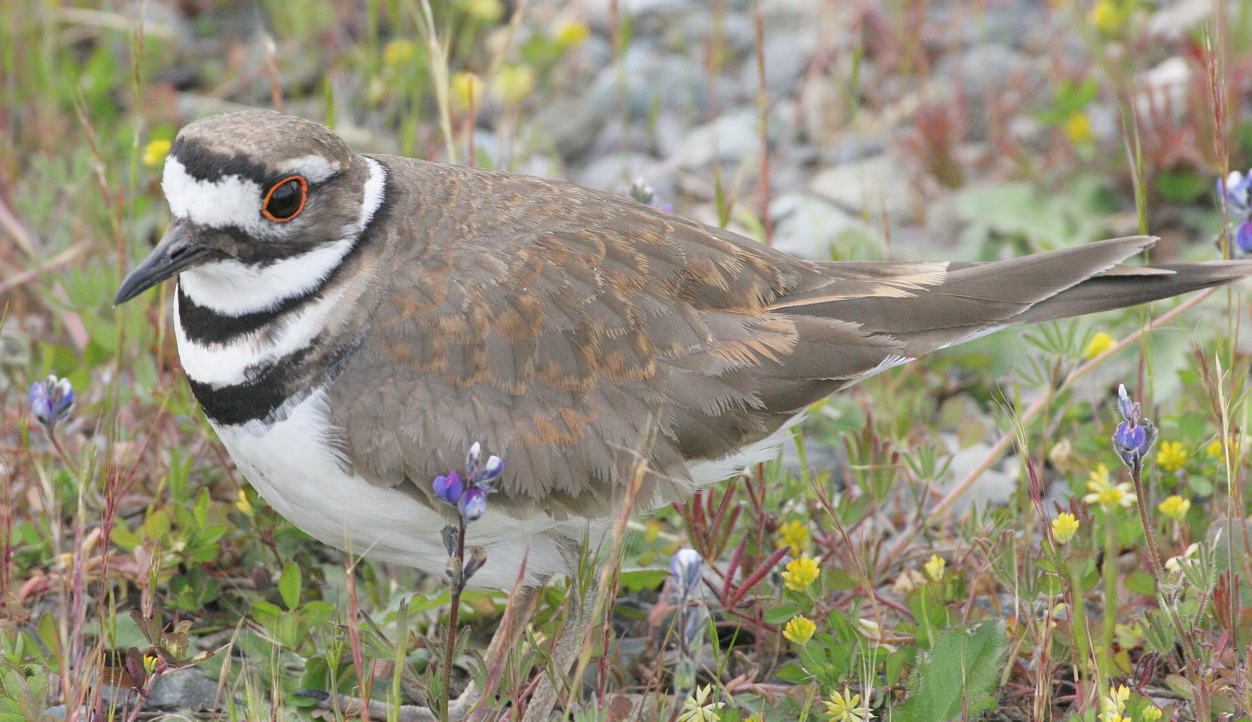 BIRD - KILLDEER - SEQUIM WA (16).JPG