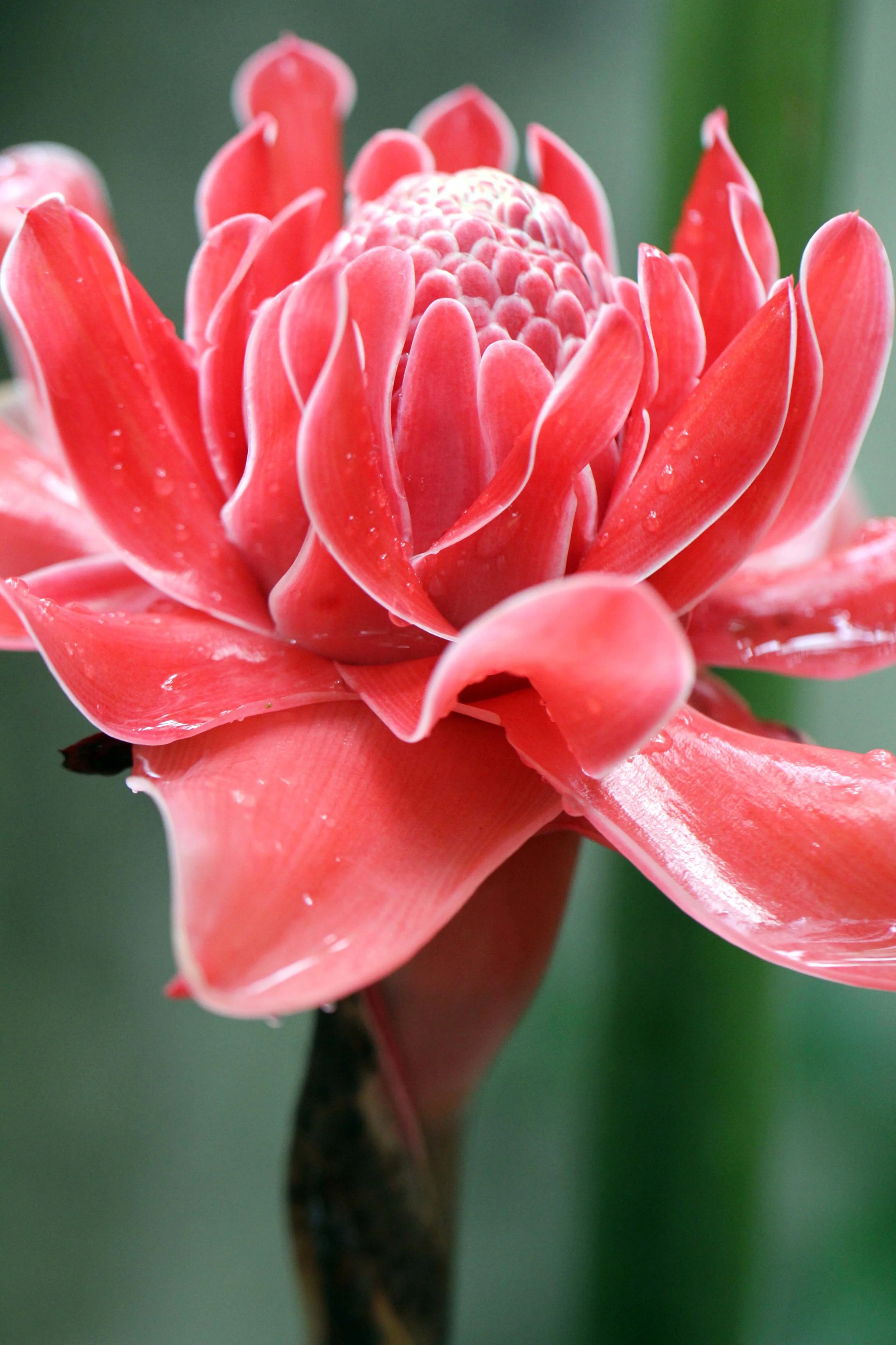 2013 in Nakhonsithammarat and some Krabi with Family (28).JPG