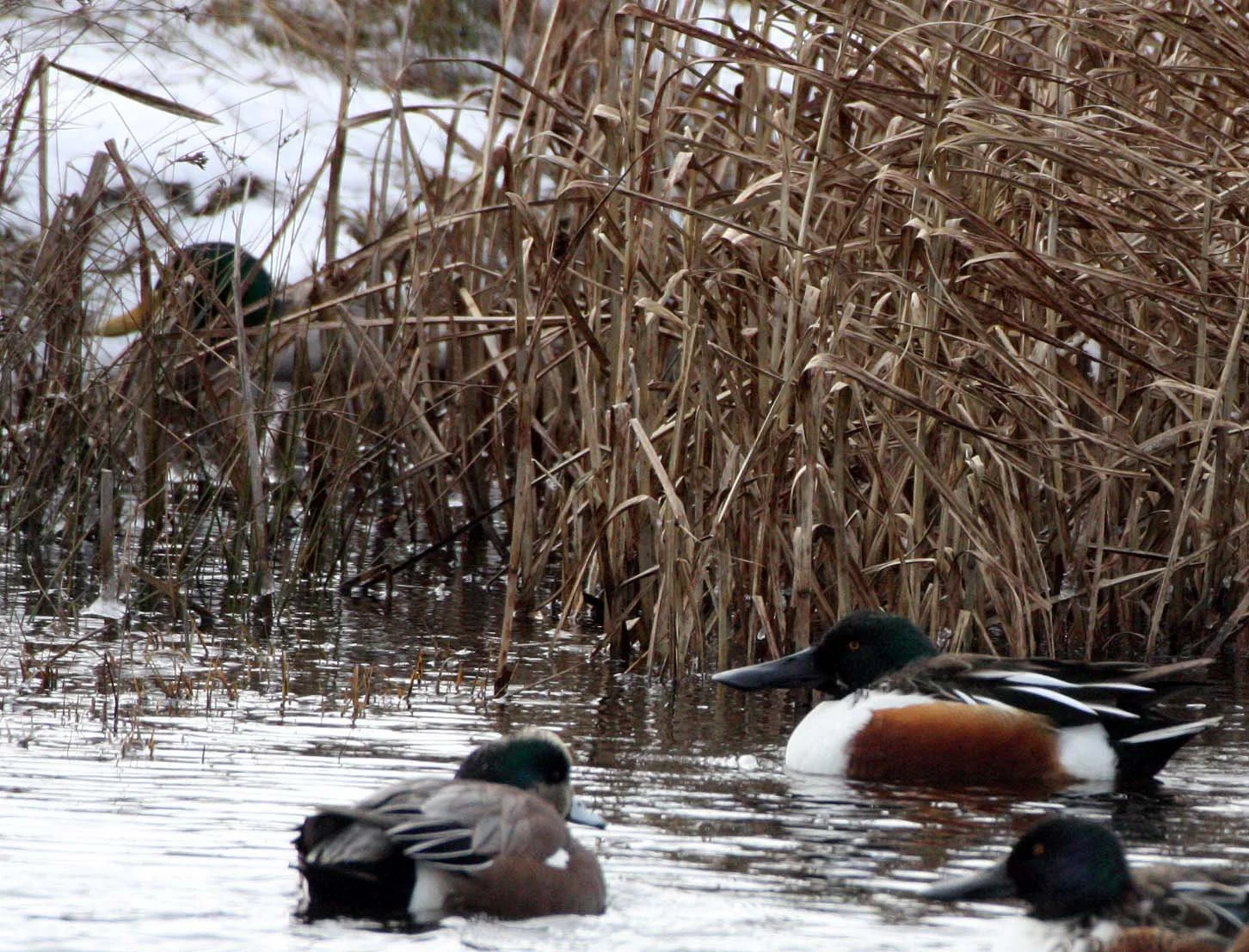 SHOVELER - NORTHERN SHOVELER - Spatula clypeata - THREE CRABS MARSH SEQUIM WA (5).JPG