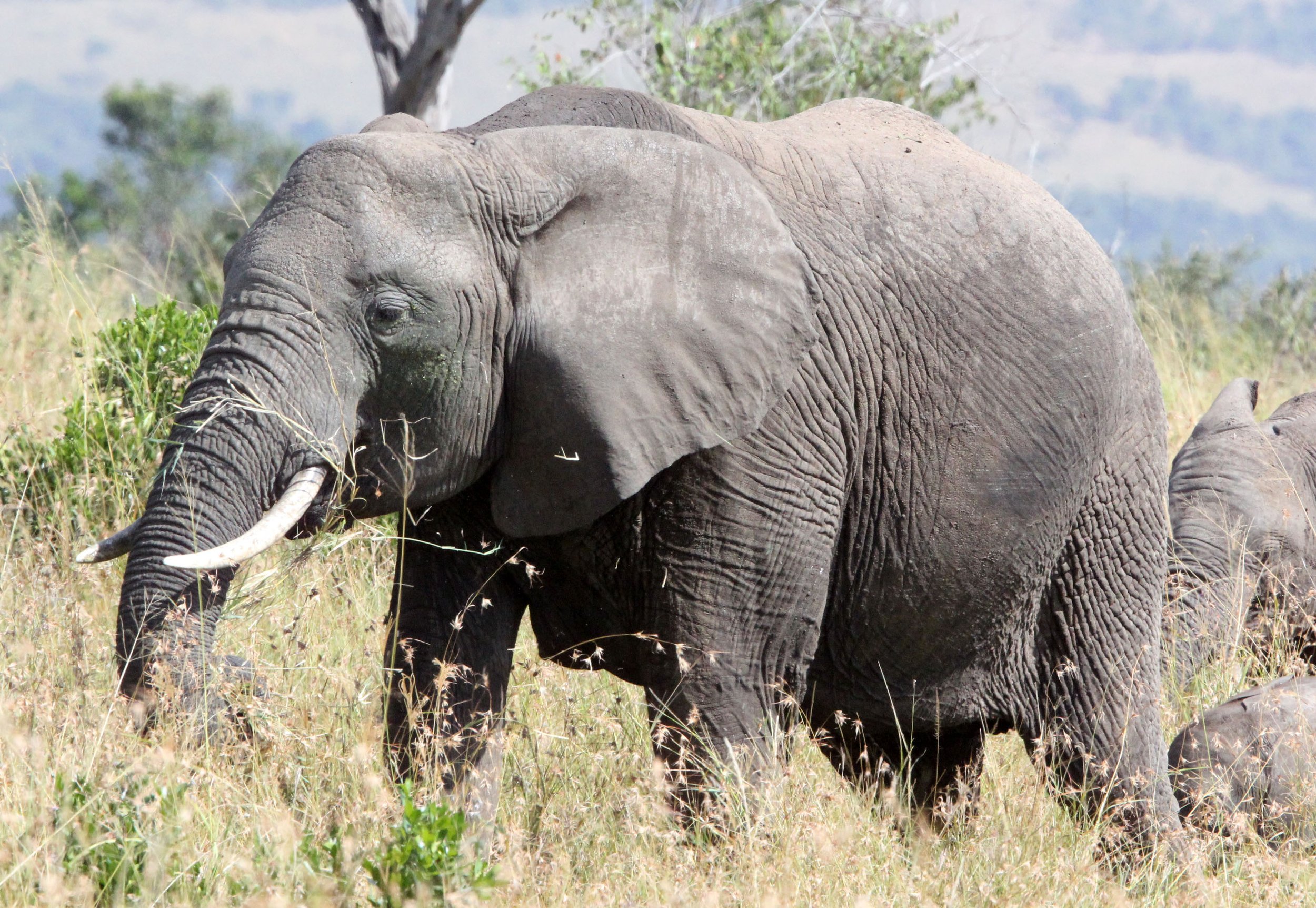 ELEPHANT - MASAI MARA NATIONAL PARK KENYA (27).JPG
