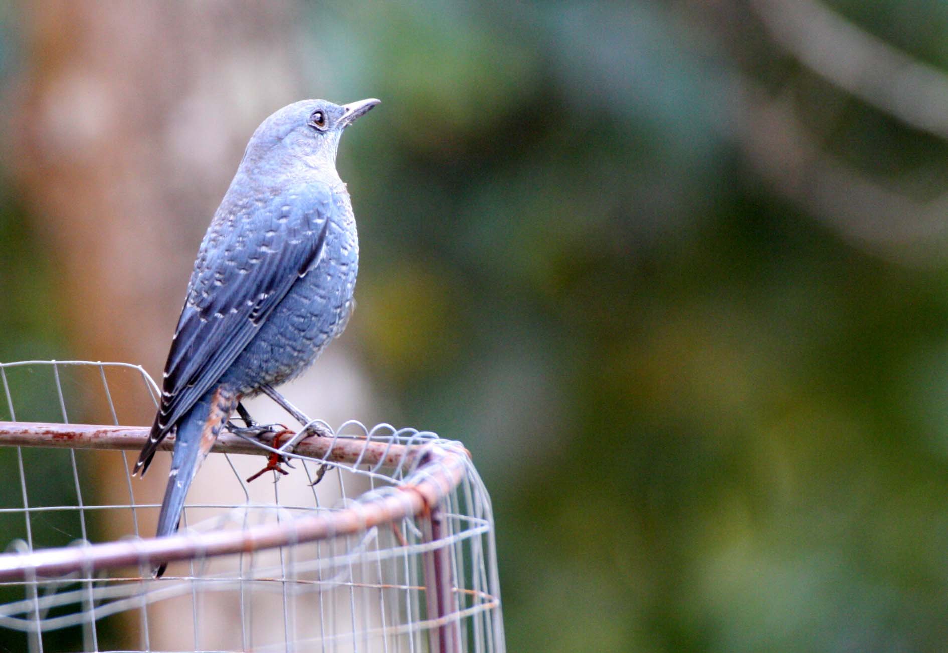 THRUSH - BLUE ROCK-THRUSH - Monticola solitarius - KHAO YAI NP THAILAND (27).JPG