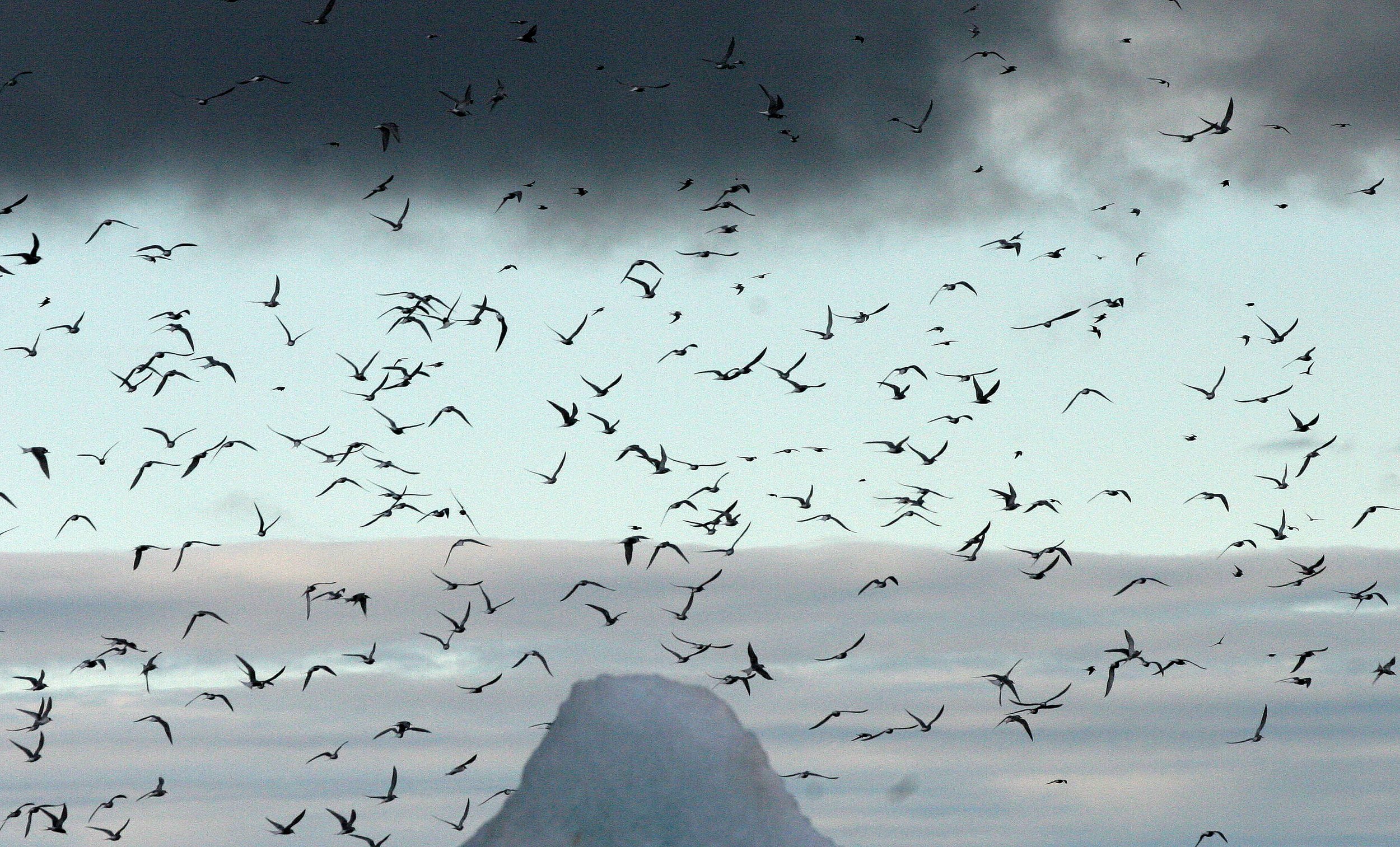 BIRD - TERN - ARCTIC TERN - SVALBARD (48).jpg