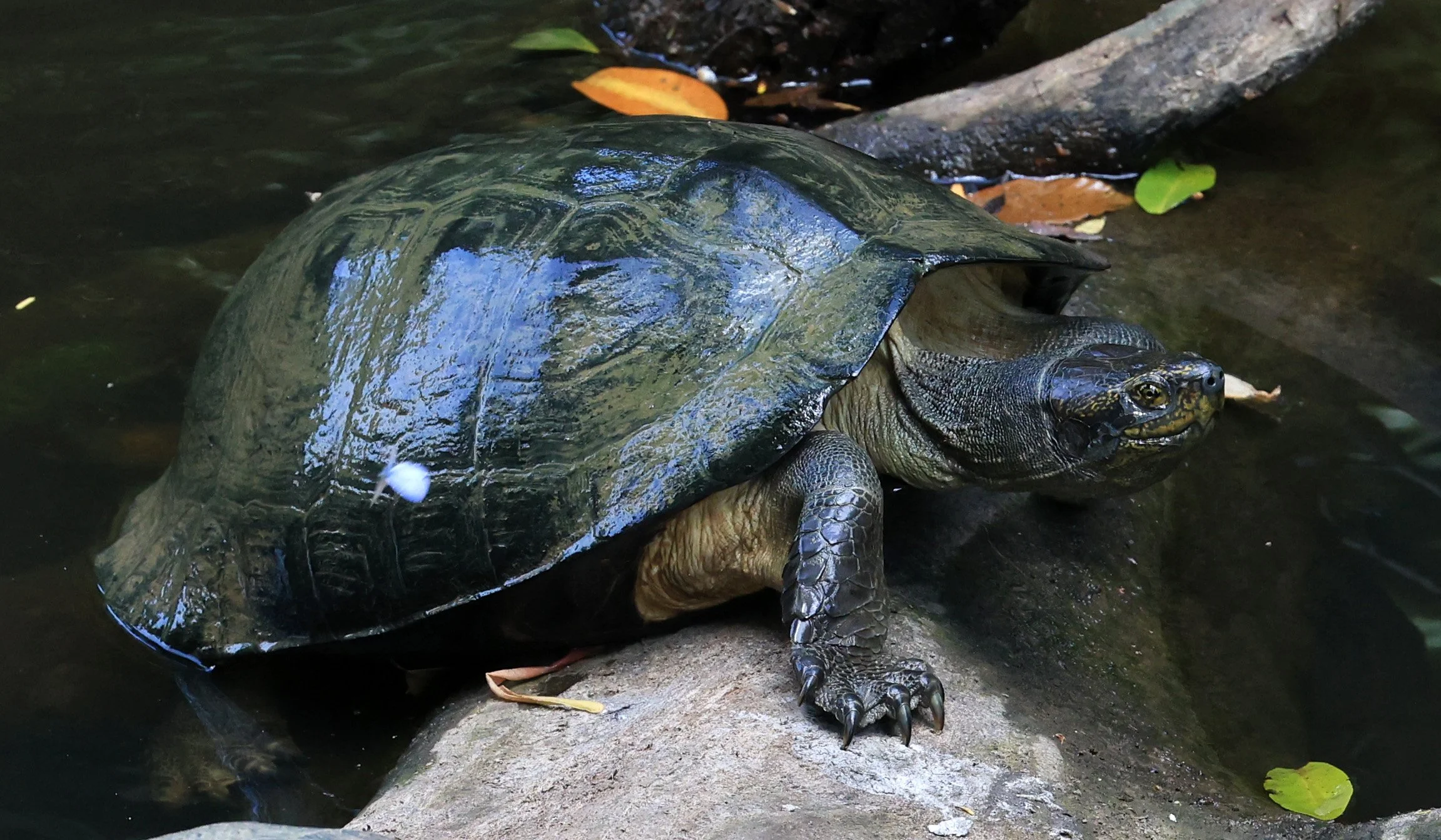 Giant Asian Pond Turtle (Heosemys grandis) Khao Yai National Park Feb 2026 Day 4 (15).jpg