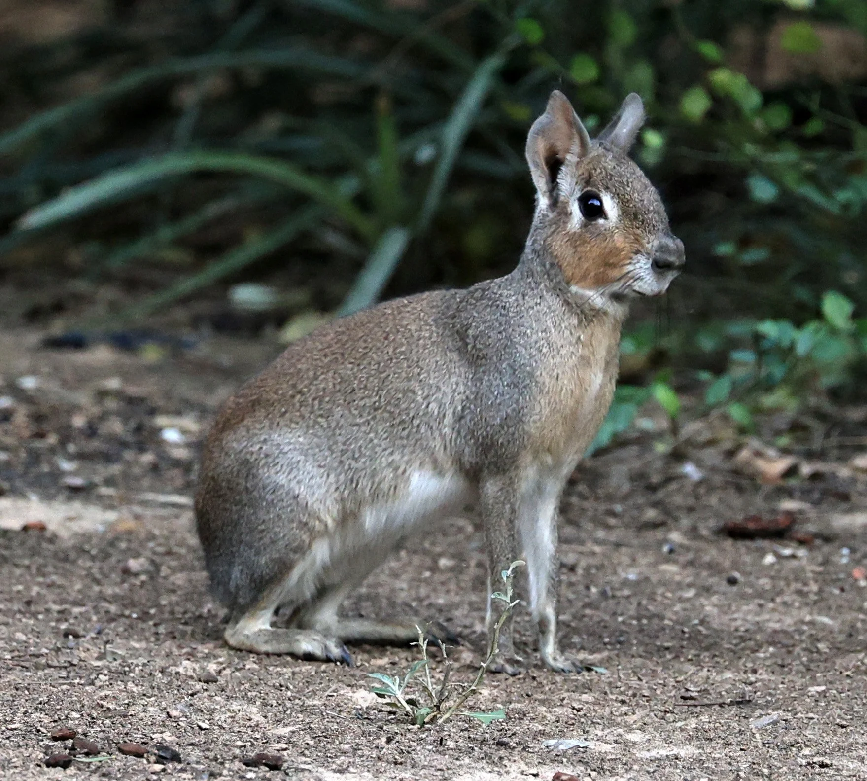 Chacoan Mara (Dolichotis salinicola) Hotel Campestre Iparoma Paraguay (37).jpg