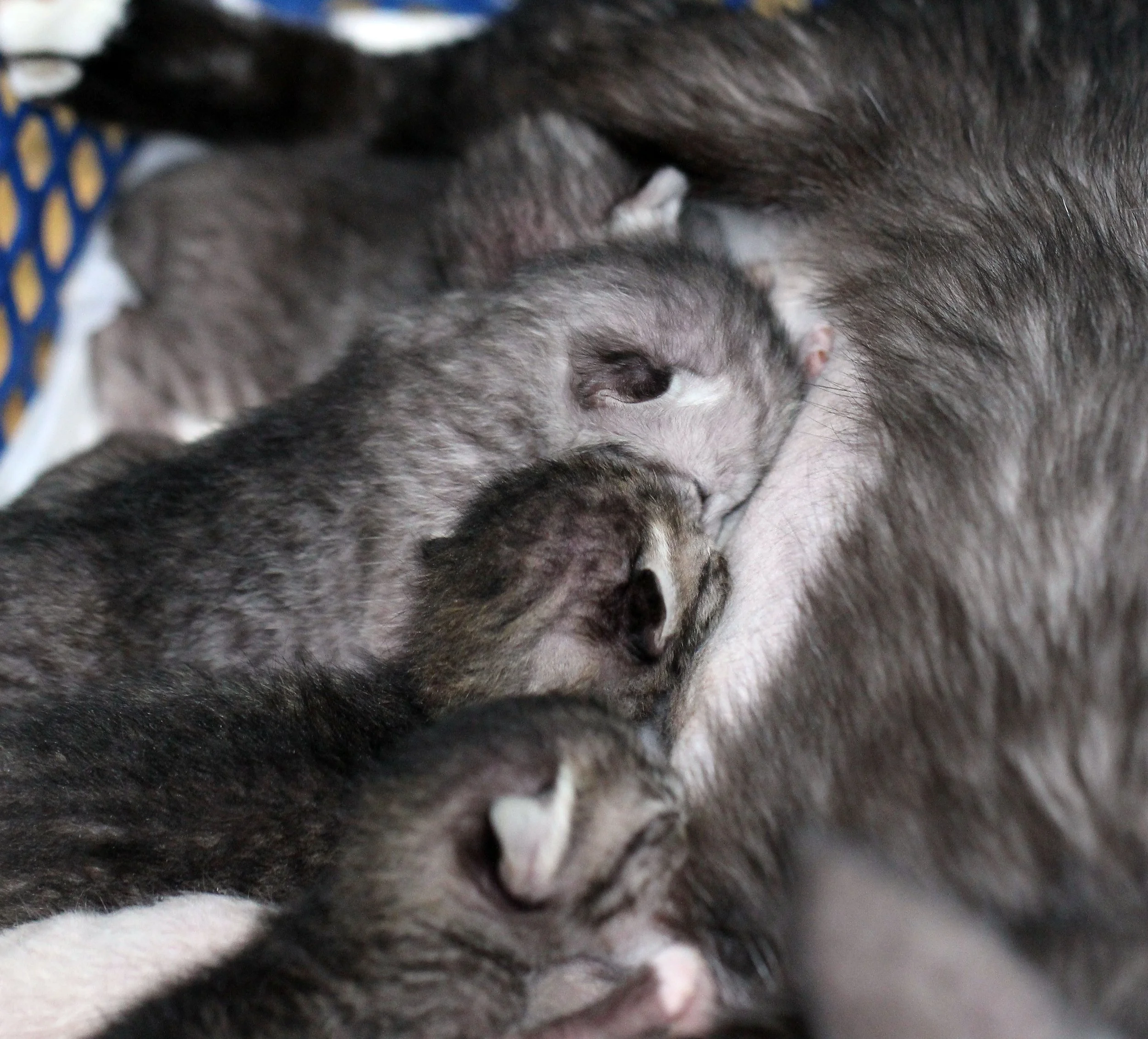 2017 Graffiti Tour in Bangkok (572).JPG