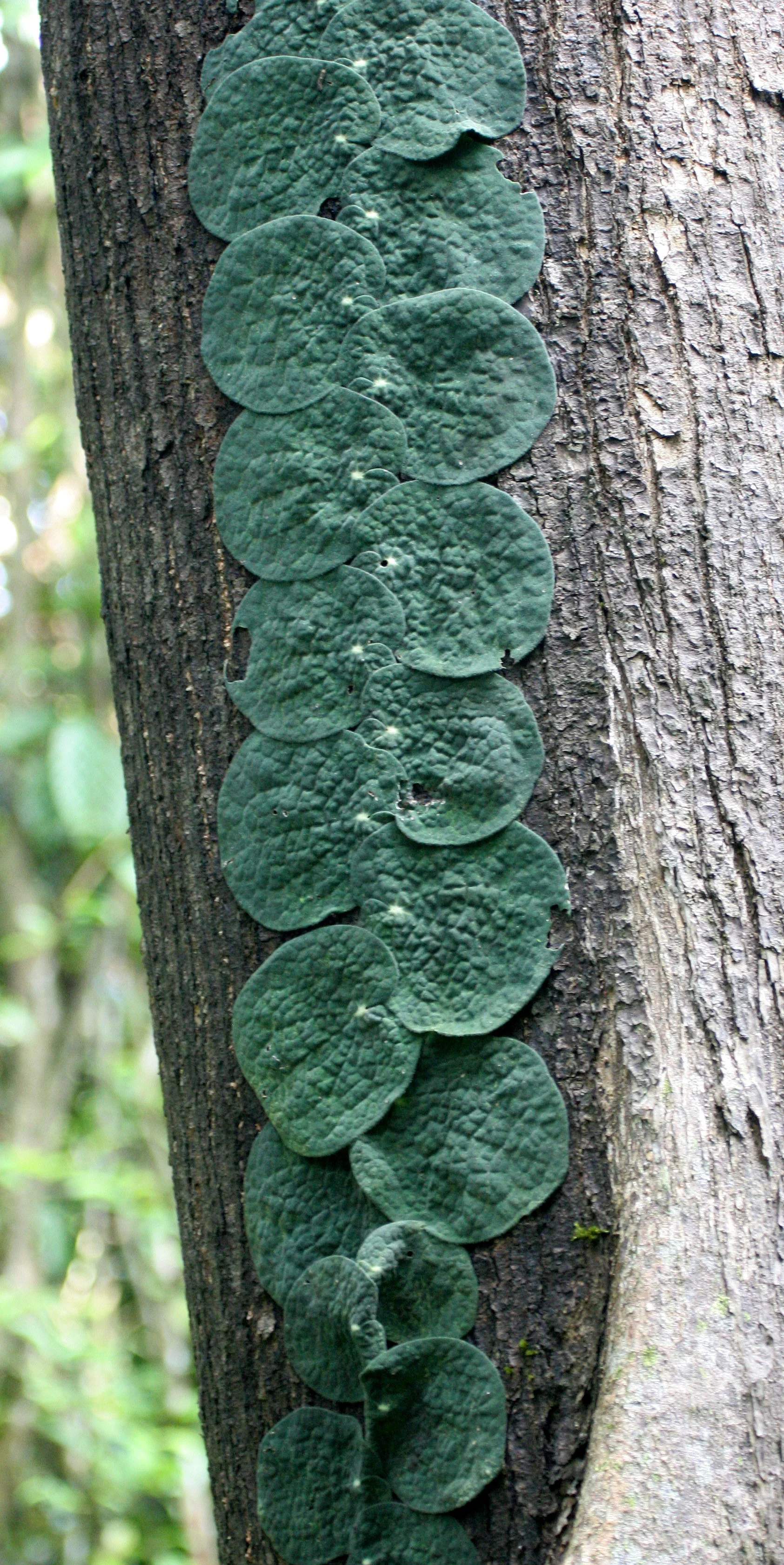 DANUM VALLEY BORNEO - CLIMBING PLANT SPECIES (2).JPG