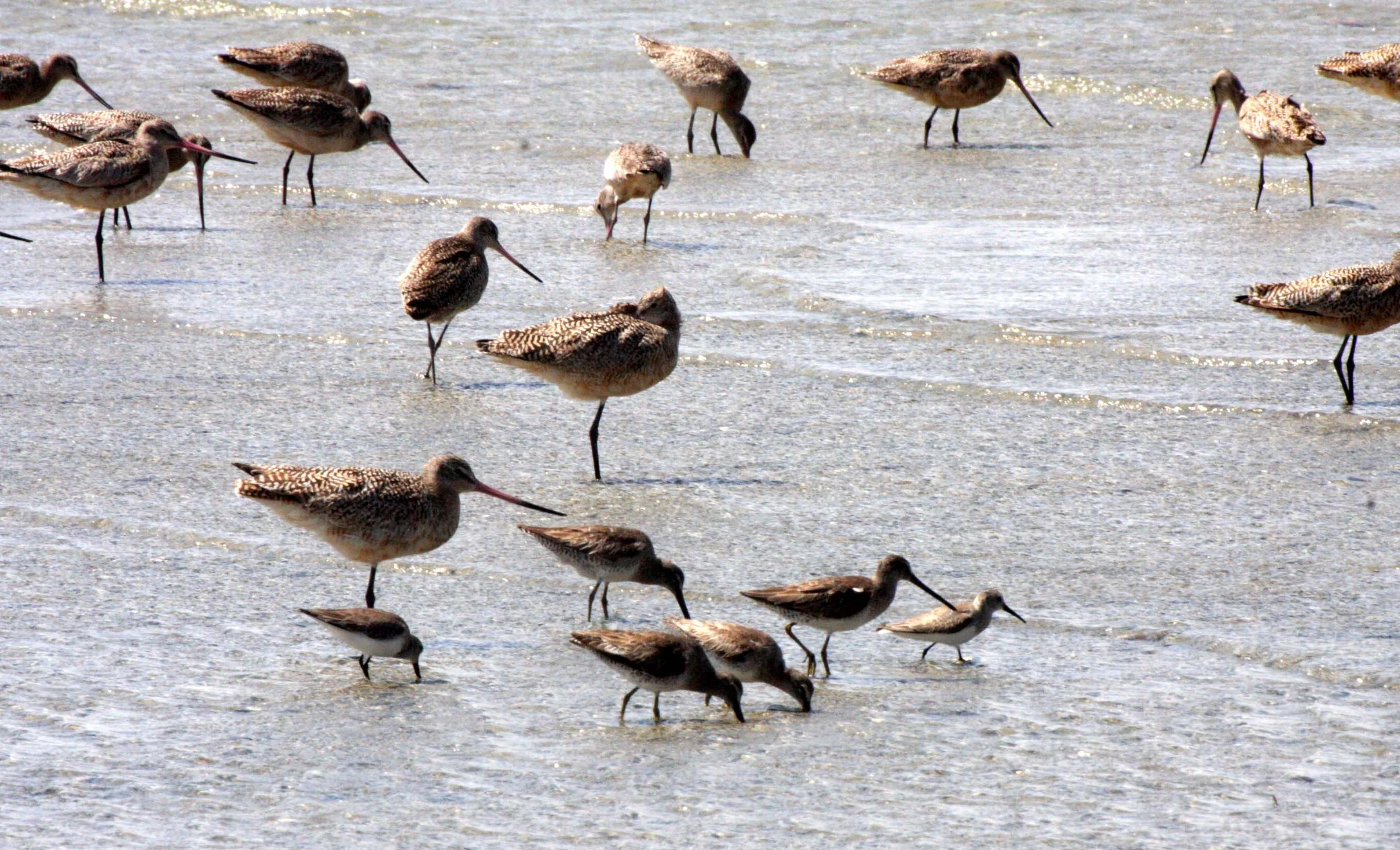 BIRD - GODWIT - MARBLED GODWITS - WILLETS AND WESTERN SANDPIPERS - SAN IGNACIO LAGOON BAJA MEXICO.JPG