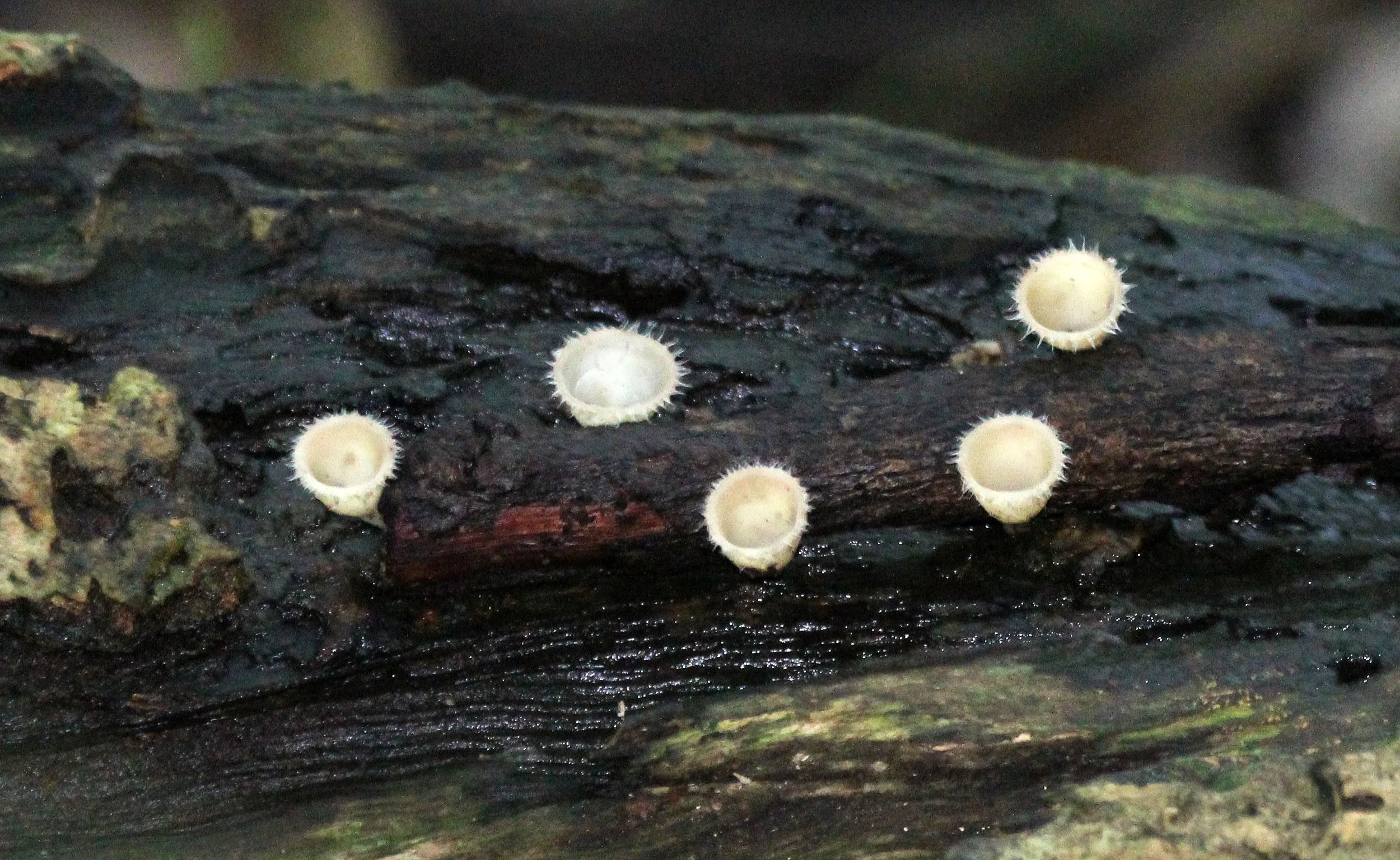 TANGKOKO NATIONAL PARK SULAWESI INDONESIA (37).JPG