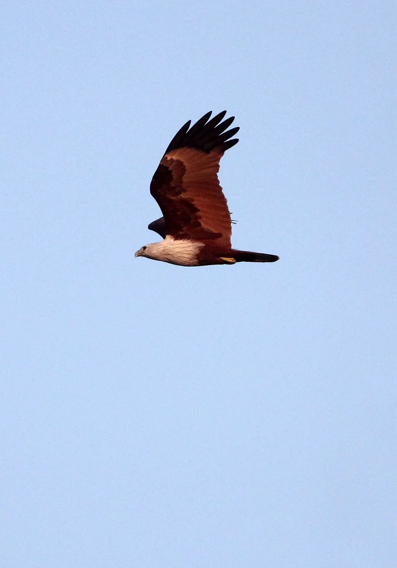 KITE - BRAHMINY KITE - Haliastur indus - THALE NOI BIRD SANCTUARY, PATALUNG THAILAND (76).JPG