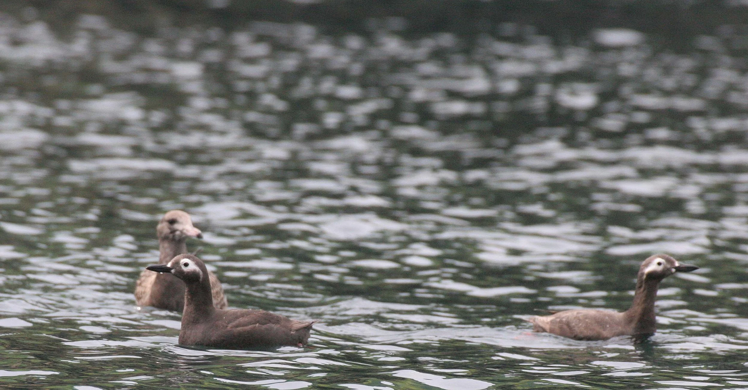 Cepphus carbo - SPECTACLED GUILLEMOT - MONERON ISLAND RUSSIA (14).jpg