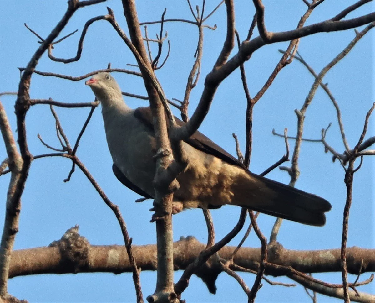 Mountain Imperial-Pigeon (Ducula badia) KhaoYai NP Thailand (1).jpg