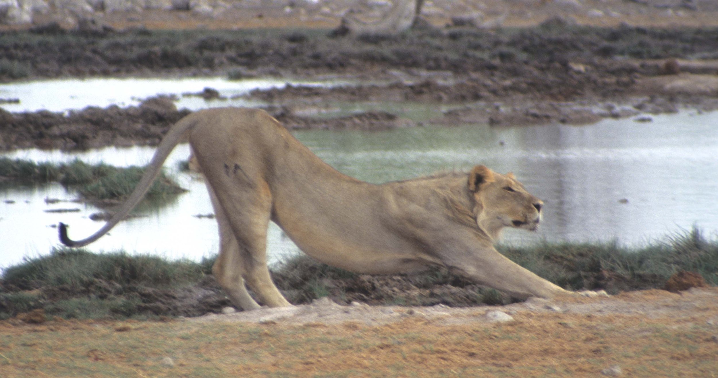 FELID - LION - ETOSHA NAMIBIA.jpg