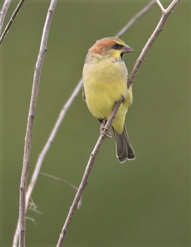 Plain-backed Sparrow (Passer flaveolus) Khlong Tamru Thailand (11).jpg
