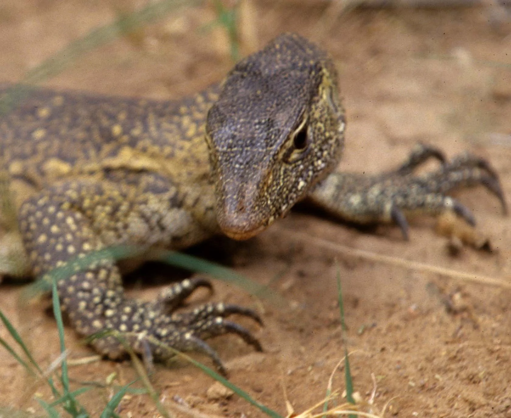 REPTILE- MONITOR LIZARD - SHABA D1.jpg