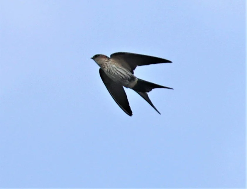 Streak-throated Swallow (Petrochelidon fluvicola) Doi Ang Khang Chiang Mai (2).jpg