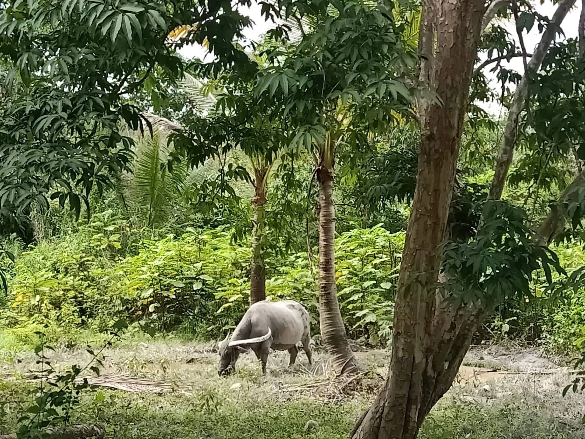 2019-2020 Misc Pictures from Other People - Family, Kanchanaburi, Lanta, Liana and more (197).jpeg