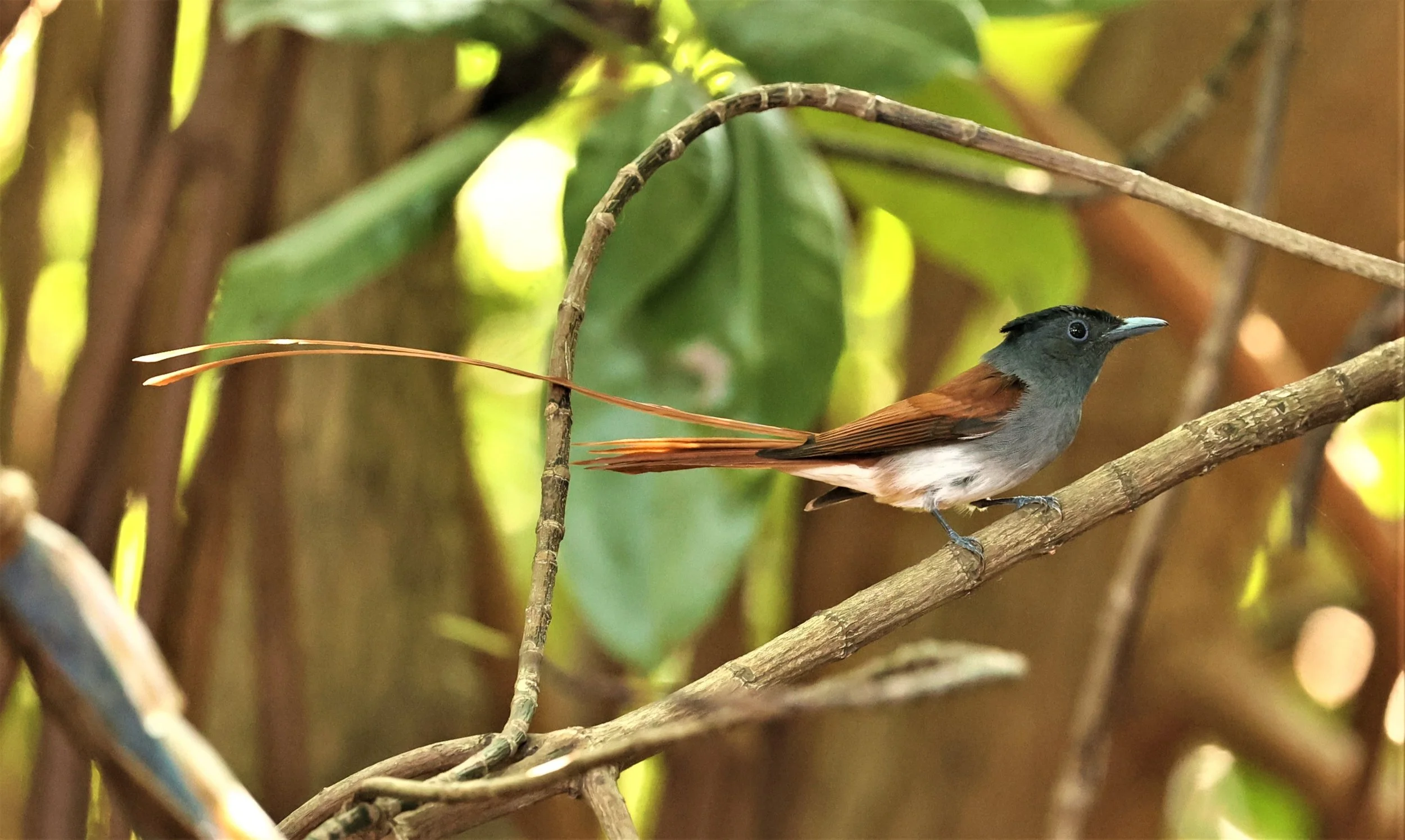 PARADISE-FLYCATCHER - BLYTH'S PARADISE-FLYCATCHER - Terpsiphone affinis - BANG PU OCT 30 2022 (14).jpg