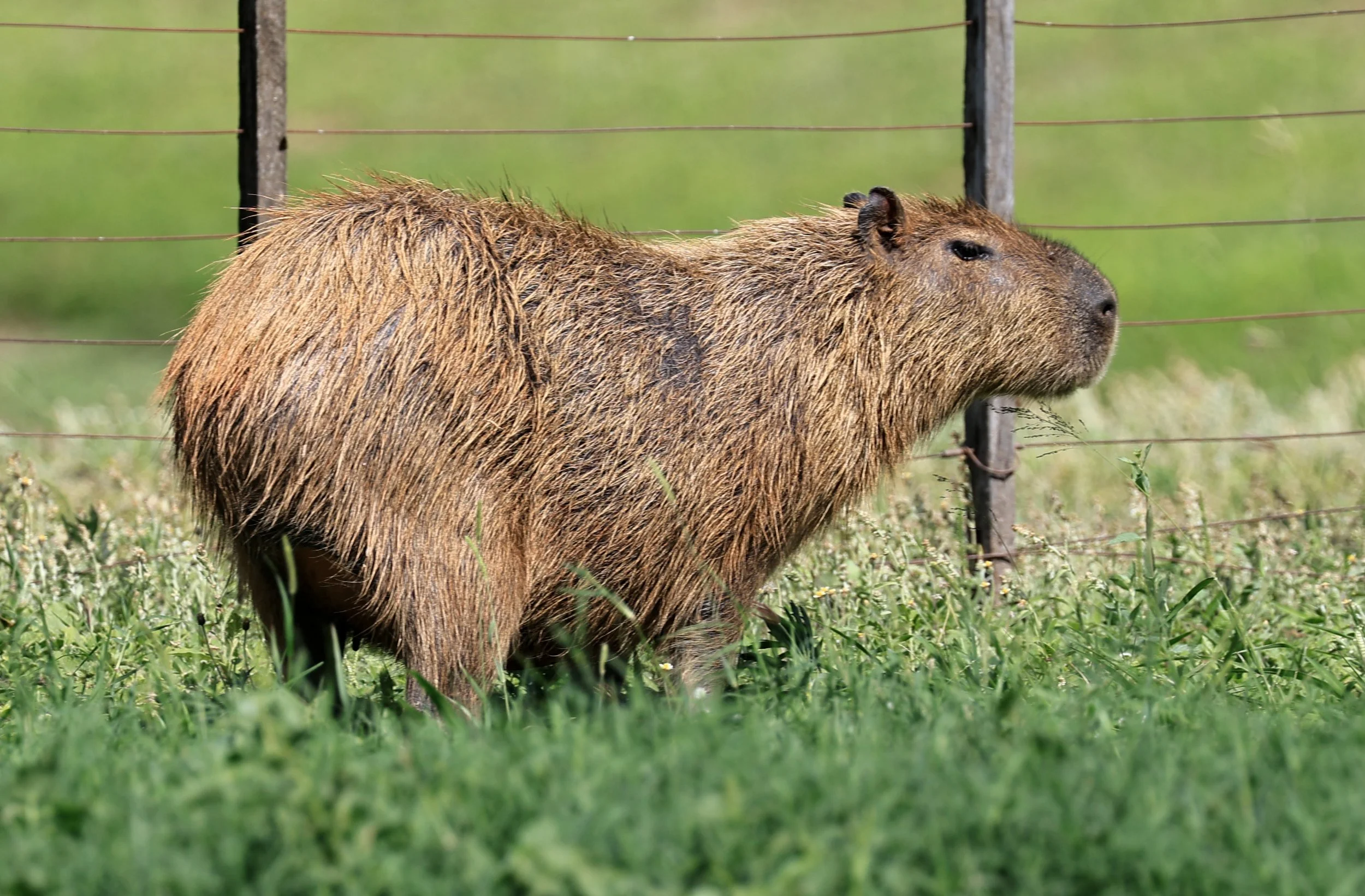 Capybara (Hydrochoerus hydrochaeris) Loma Plata Paraguay - Brunnen Strasse (41).jpg