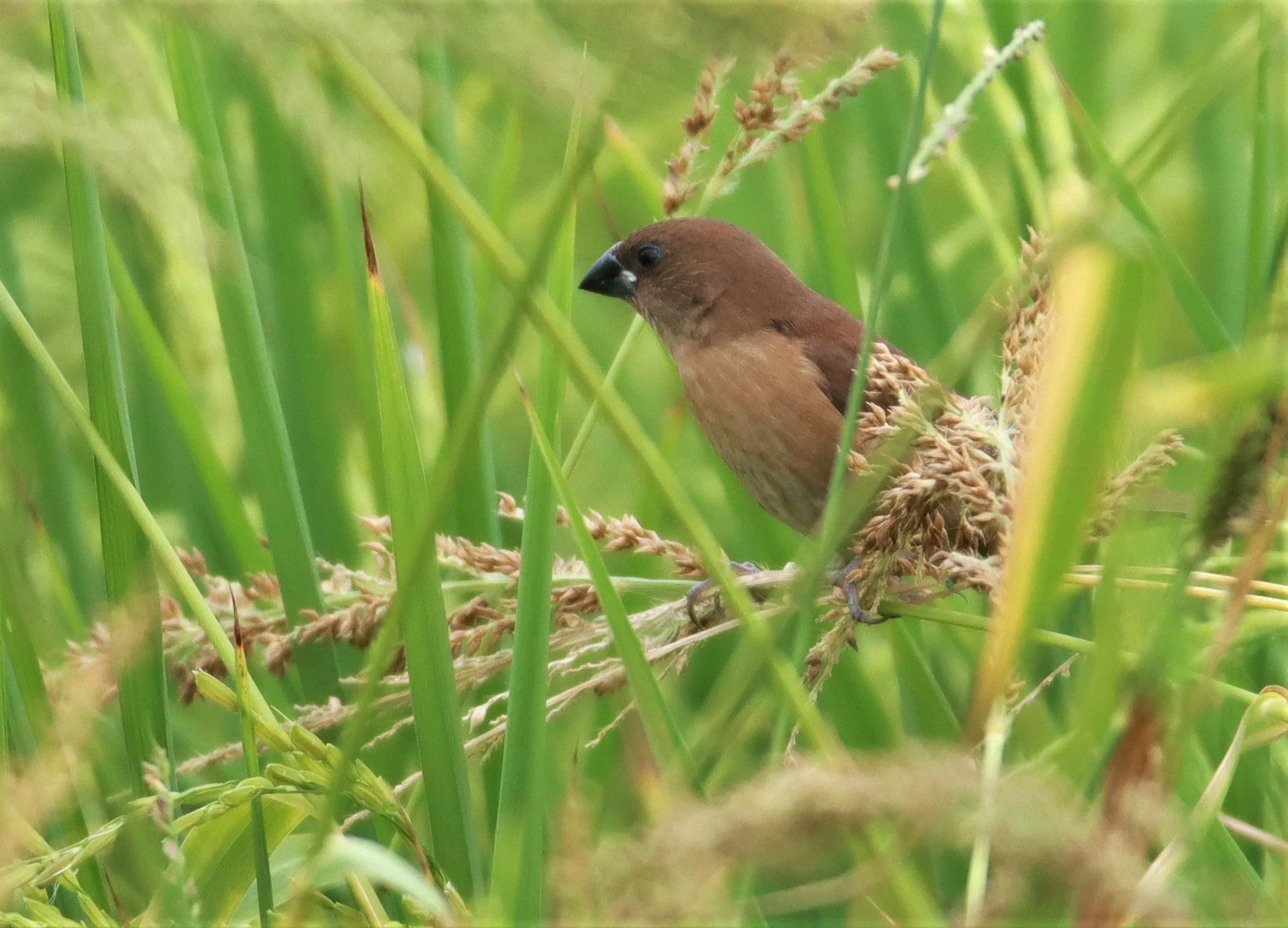 MUNIA - SCALY BREASTED MUNIA - Lonchura punctulata - LAD KRABANG  THAP YAO RICE FIELDS AUGUST 14 2021 (2).jpg