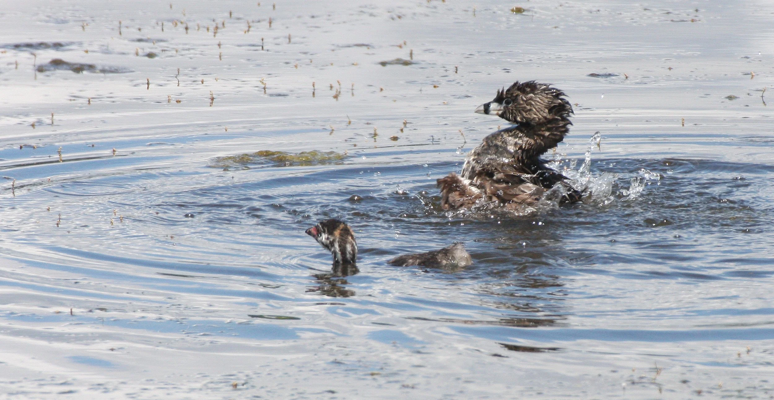 Pied-billed Grebe (Podilymbus podiceps) Ridgefield NWR Washington (25).JPG