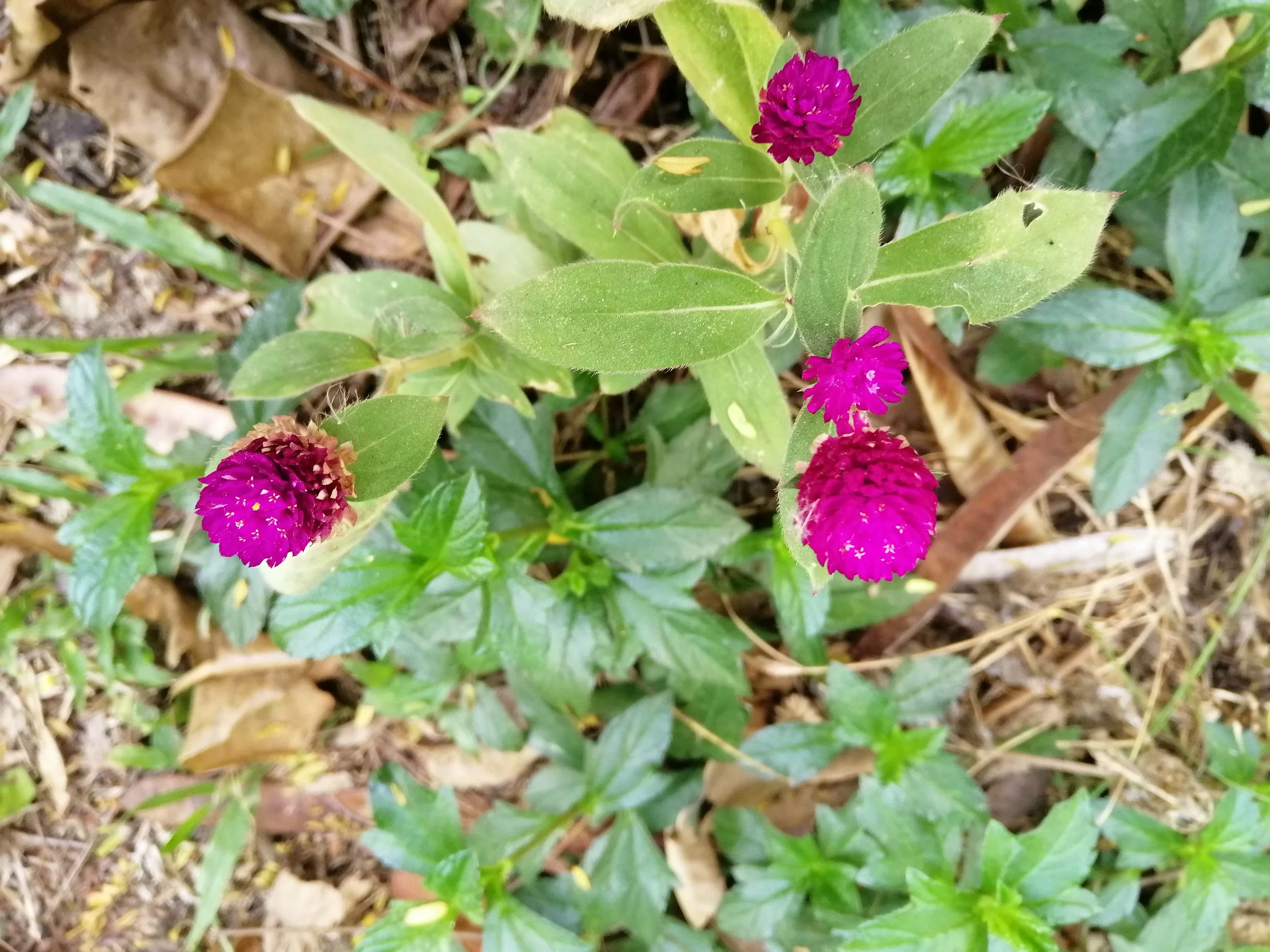 2019-2020 Misc Pictures from Other People - Family, Kanchanaburi, Lanta, Liana and more (45).jpg