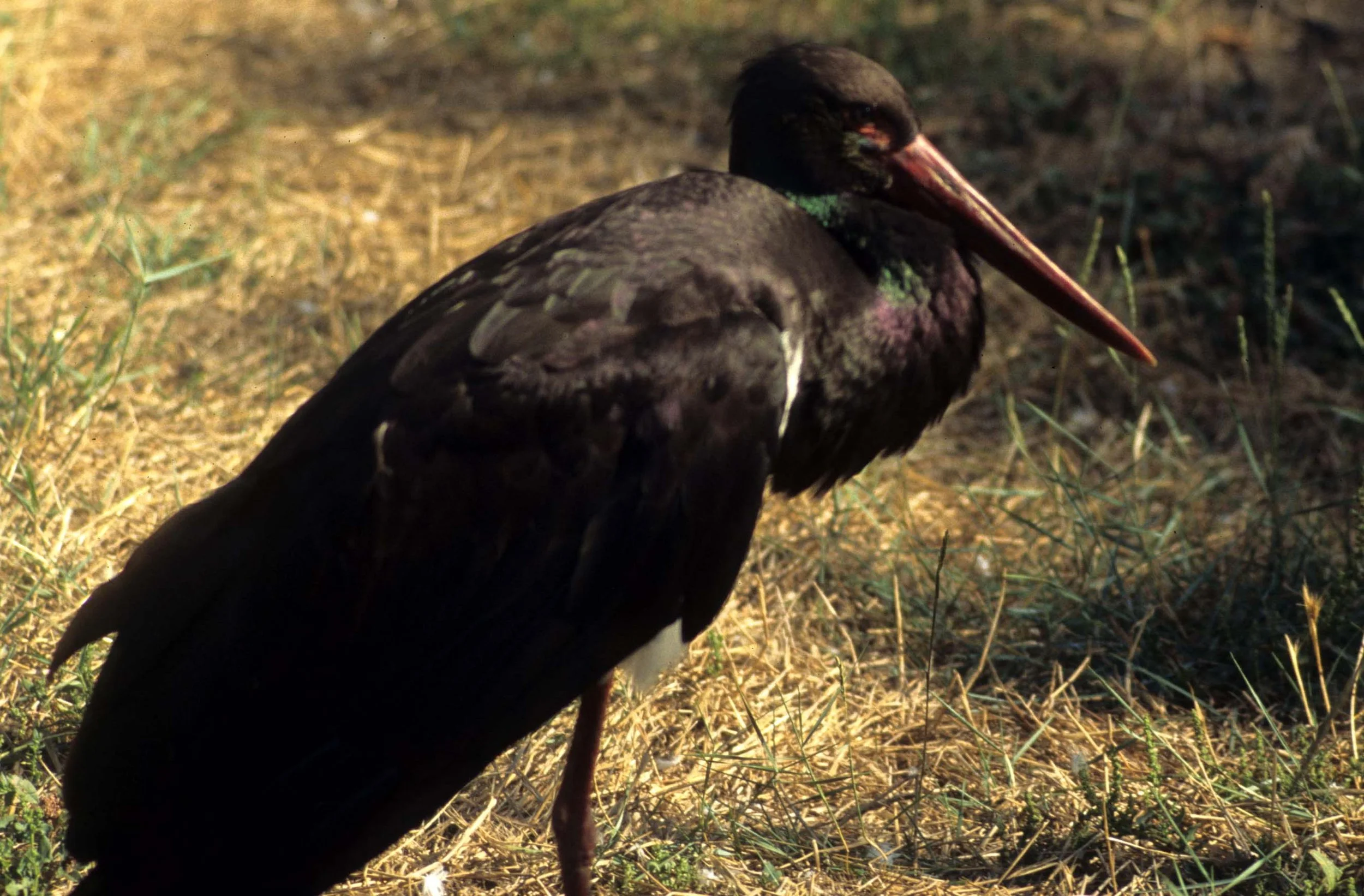 STORK - BLACK STORK - Ciconia nigra - LA CAMARGUE FRANCE A.jpg