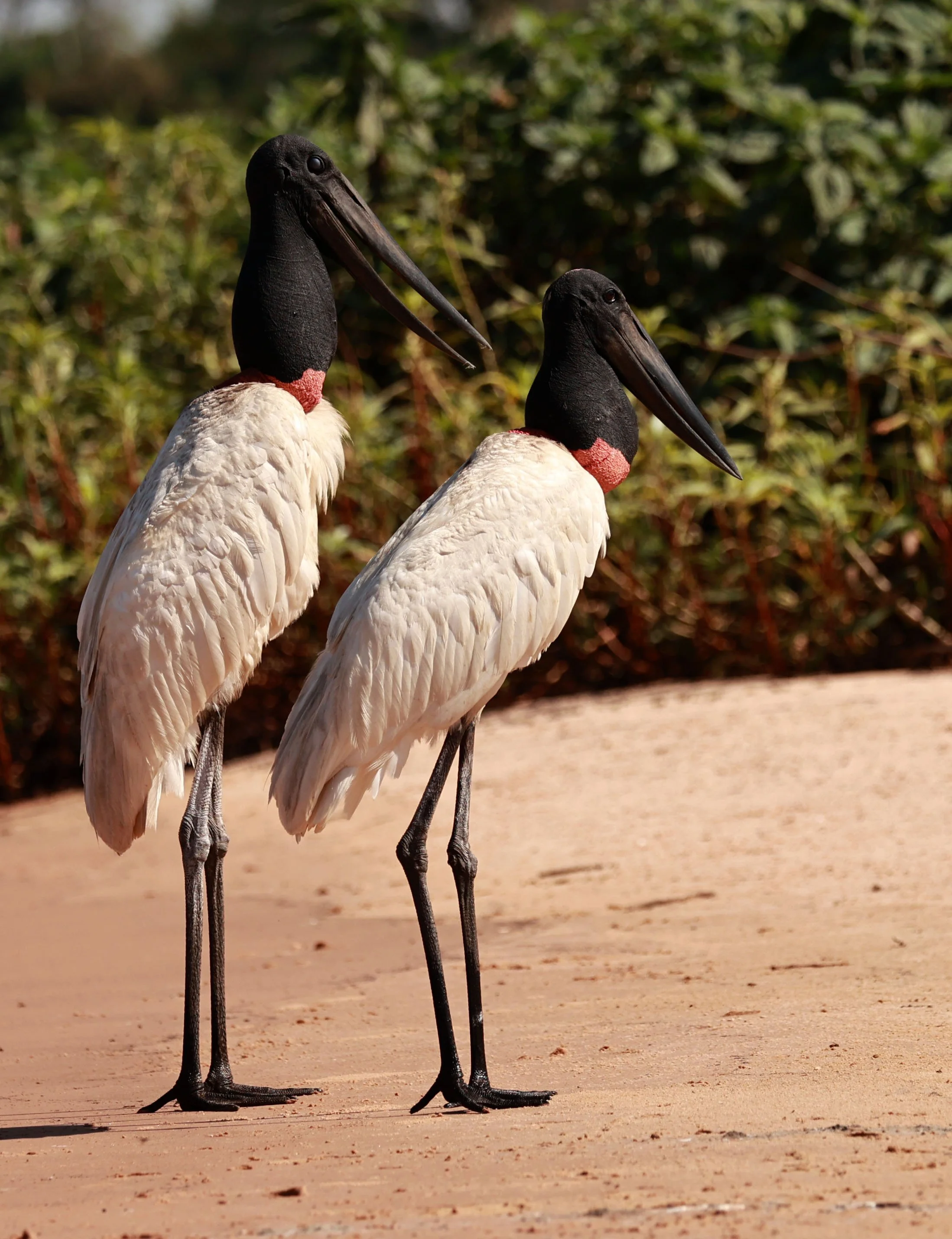 Stork - Jabiru mycteria - Pantanal, Encontro das Águas State Park, Porto Jofre, Cuiaba River, Brazil (75).jpg