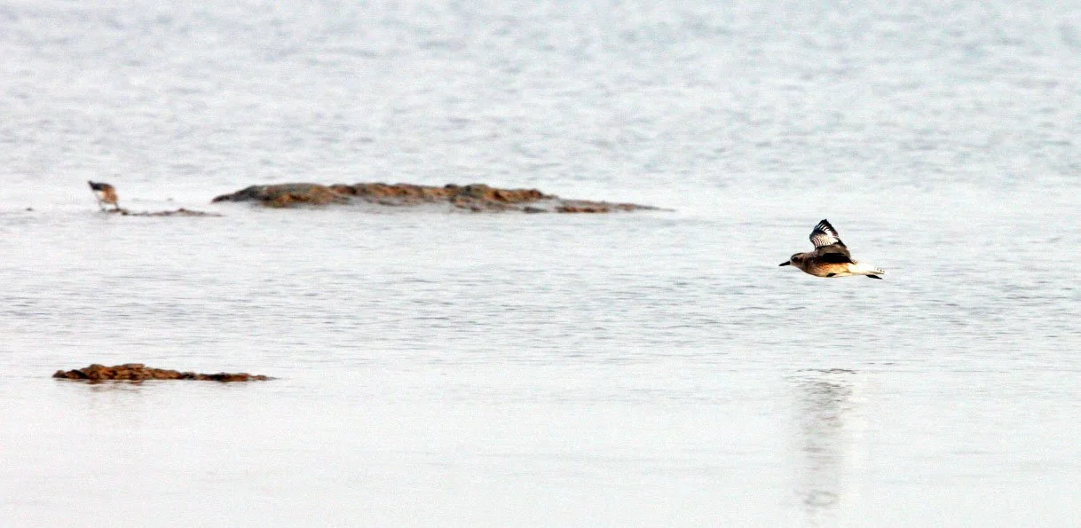 BIRD - PLOVER - GREY PLOVER - NANKOU, RUDONG, CHINA (6).JPG