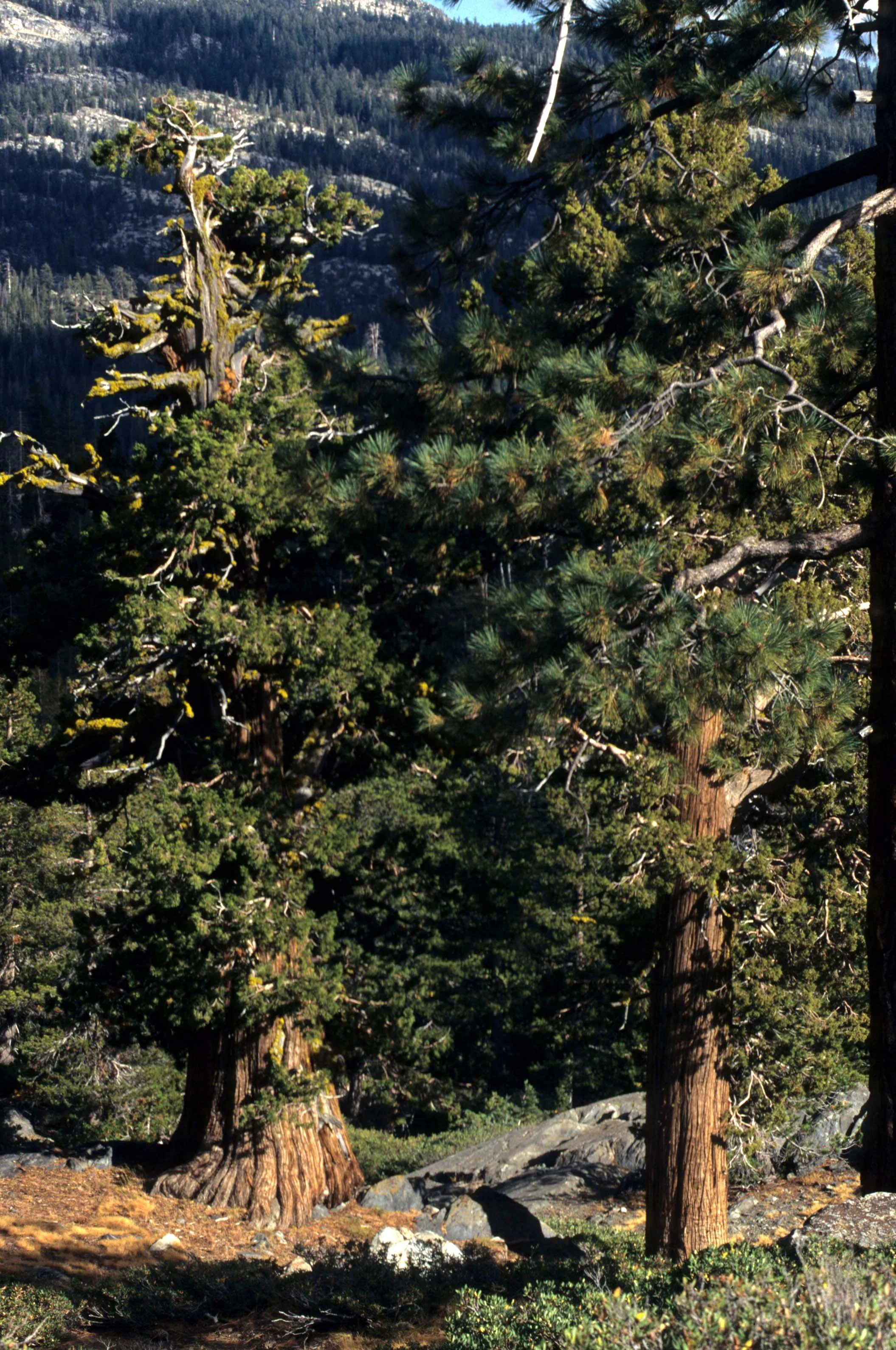 CALIFORNIA - SIERRA - JUNIPERUS SPECIES - SIERRA JUNIPER.jpg