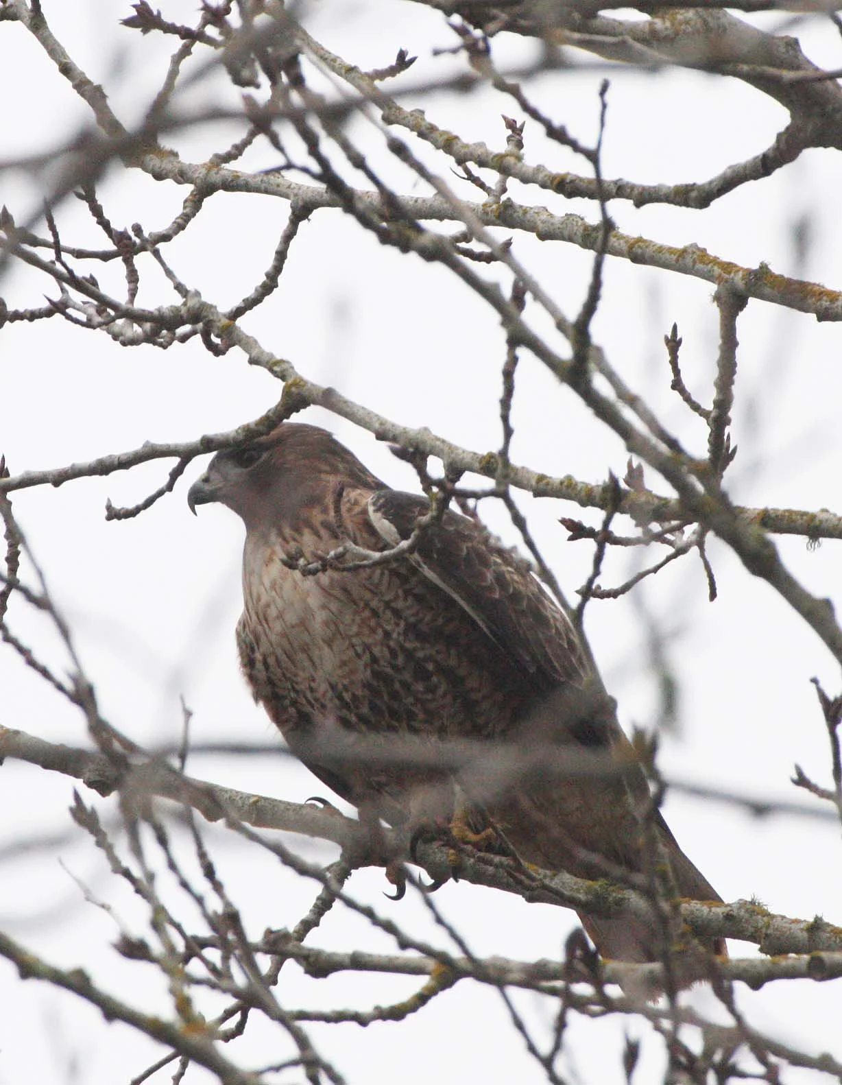 Buteo jamaicensis - RED-TAILED HAWK - LIGHT JUVENILE - JAMESTOWN WA (2).JPG