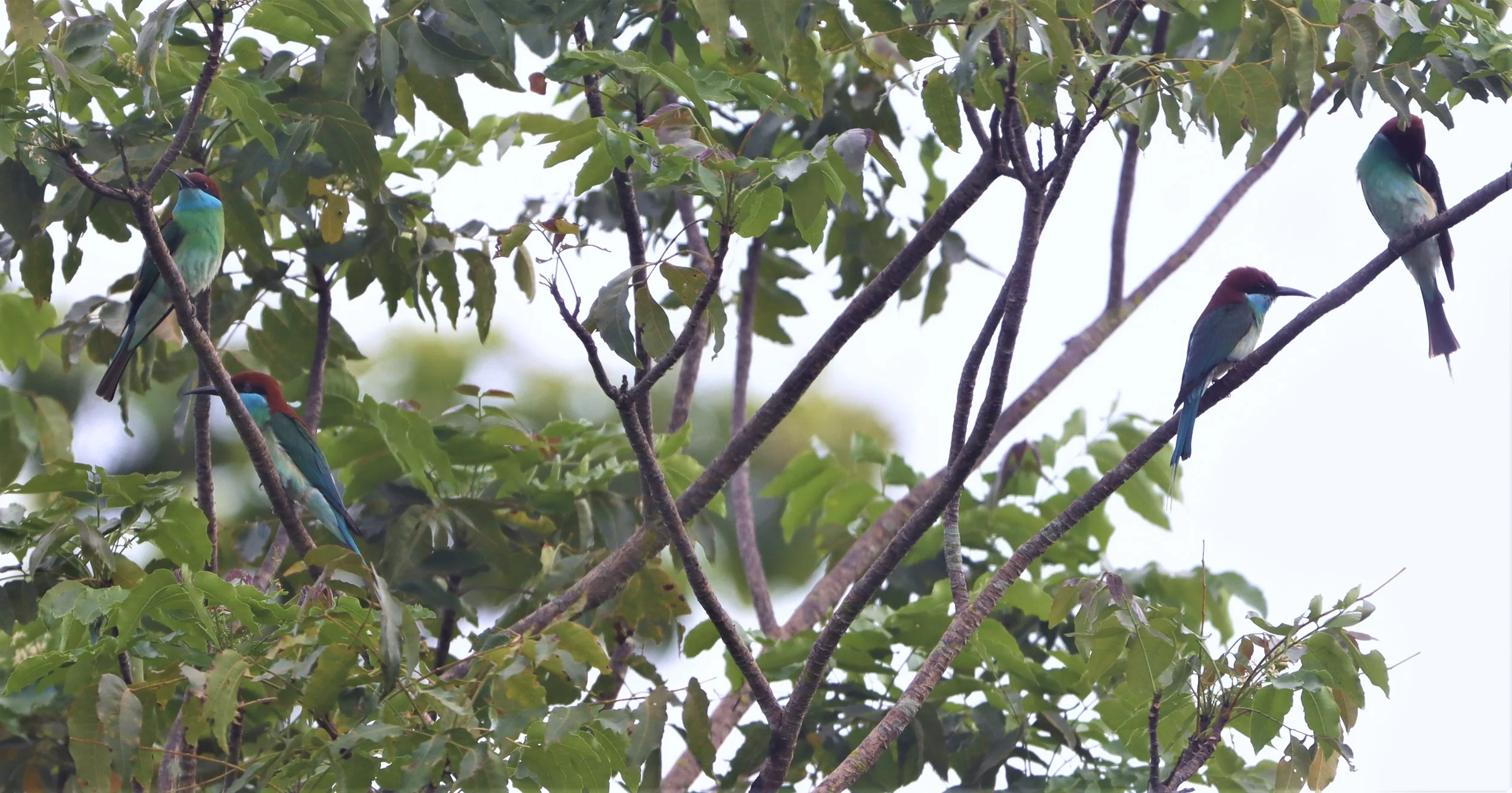 BEE-EATER - BLUE-THROATED BEE-EATER - Merops viridis - Khao Mai Kaeo, Bang Lamung District, Chon Buri (73).jpg