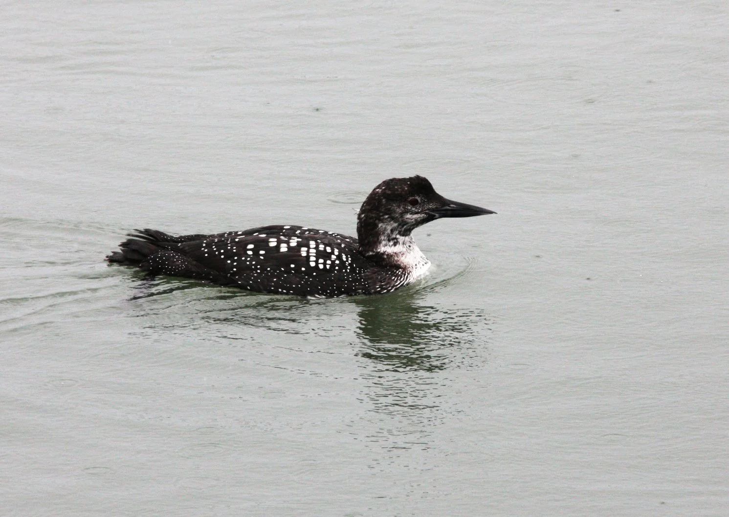 BIRD - LOON - COMMON LOON - ARCATA HARBOR CALIFORNIA (5).JPG
