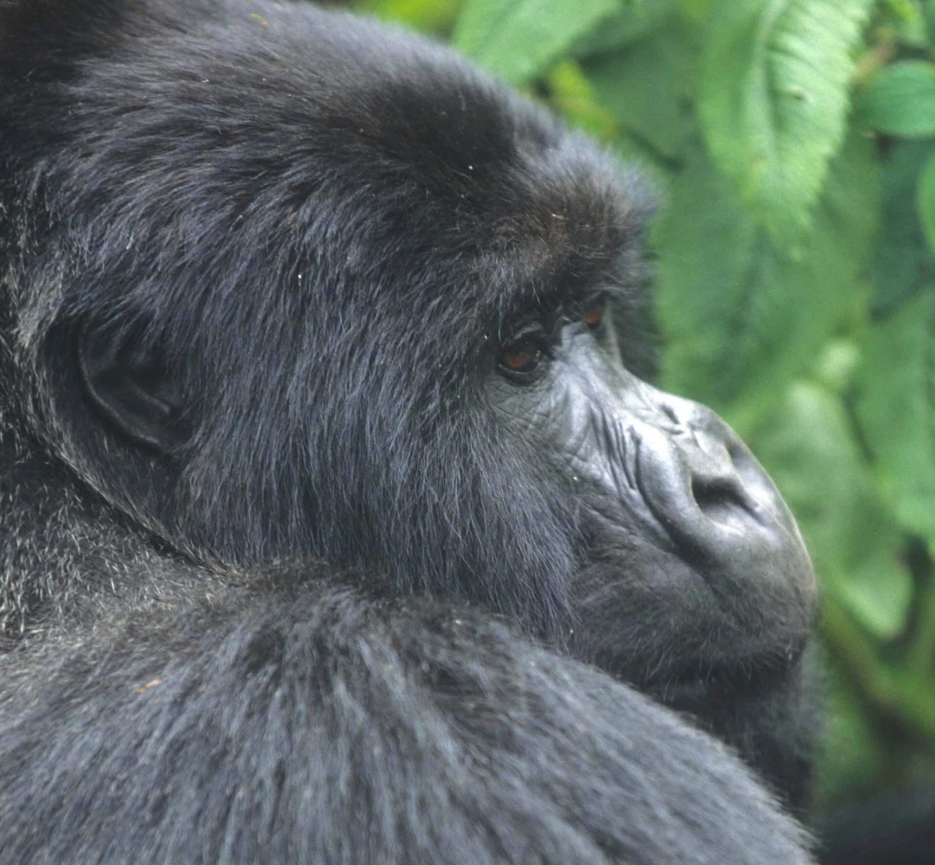 PRIMATE - GORILLA-RWANDA PARC DU VULCANS (11).jpg
