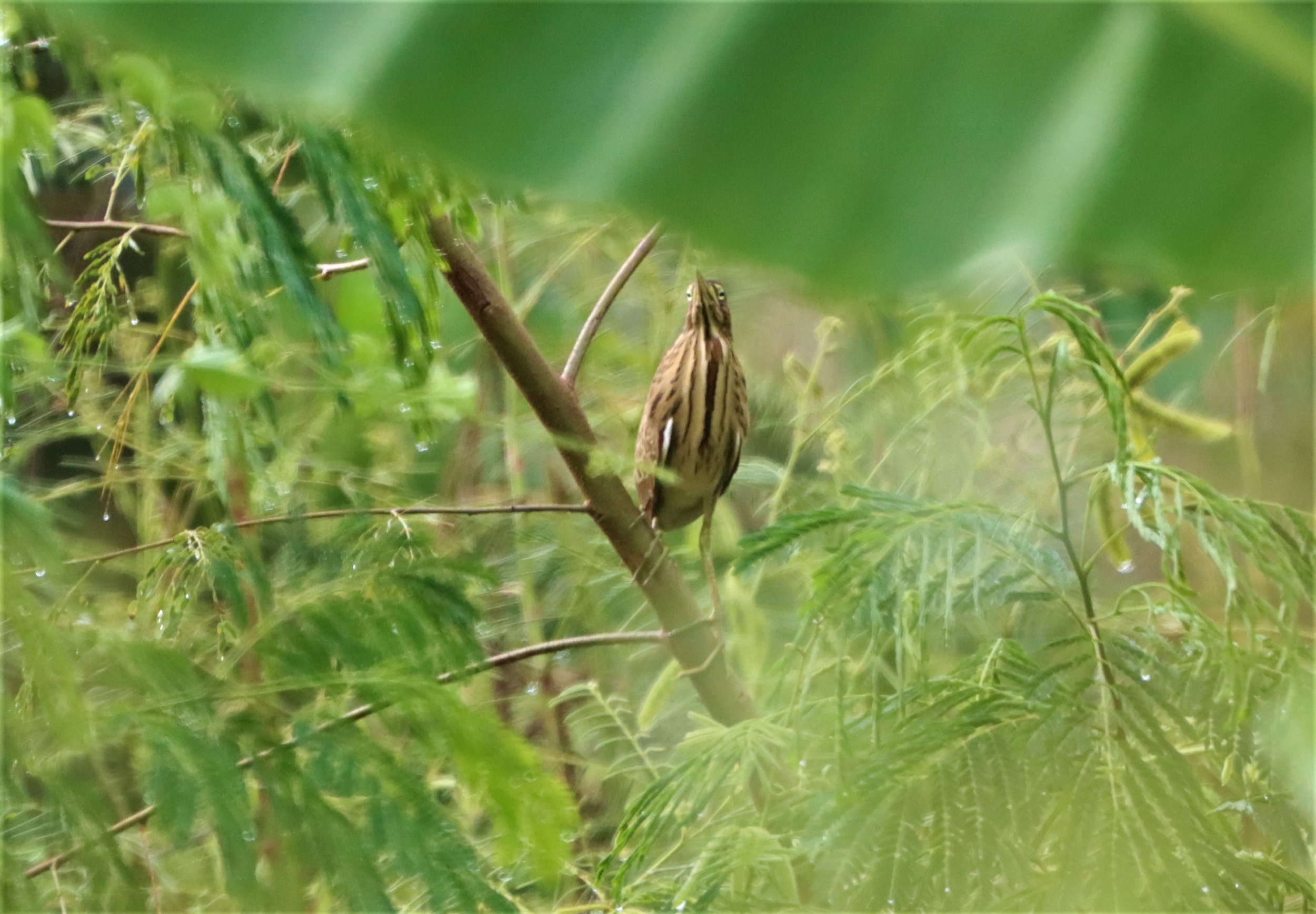 BITTERN - YELLOW BITTERN - Ixobrychus sinensis - THATHORN RICEFIELDS FANG (3).jpg
