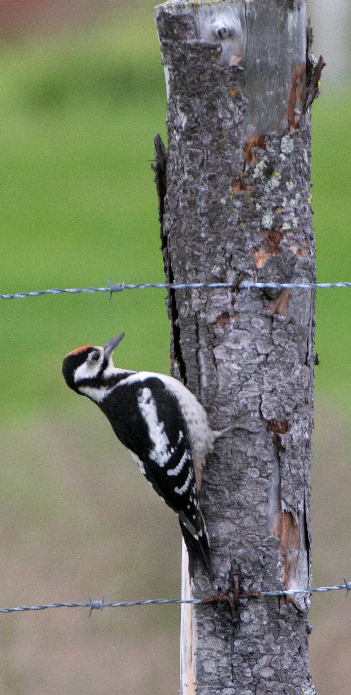 BIRD - WOODPECKER - GREAT SPOTTED - NEAR HORNOYA NORWAY.jpg