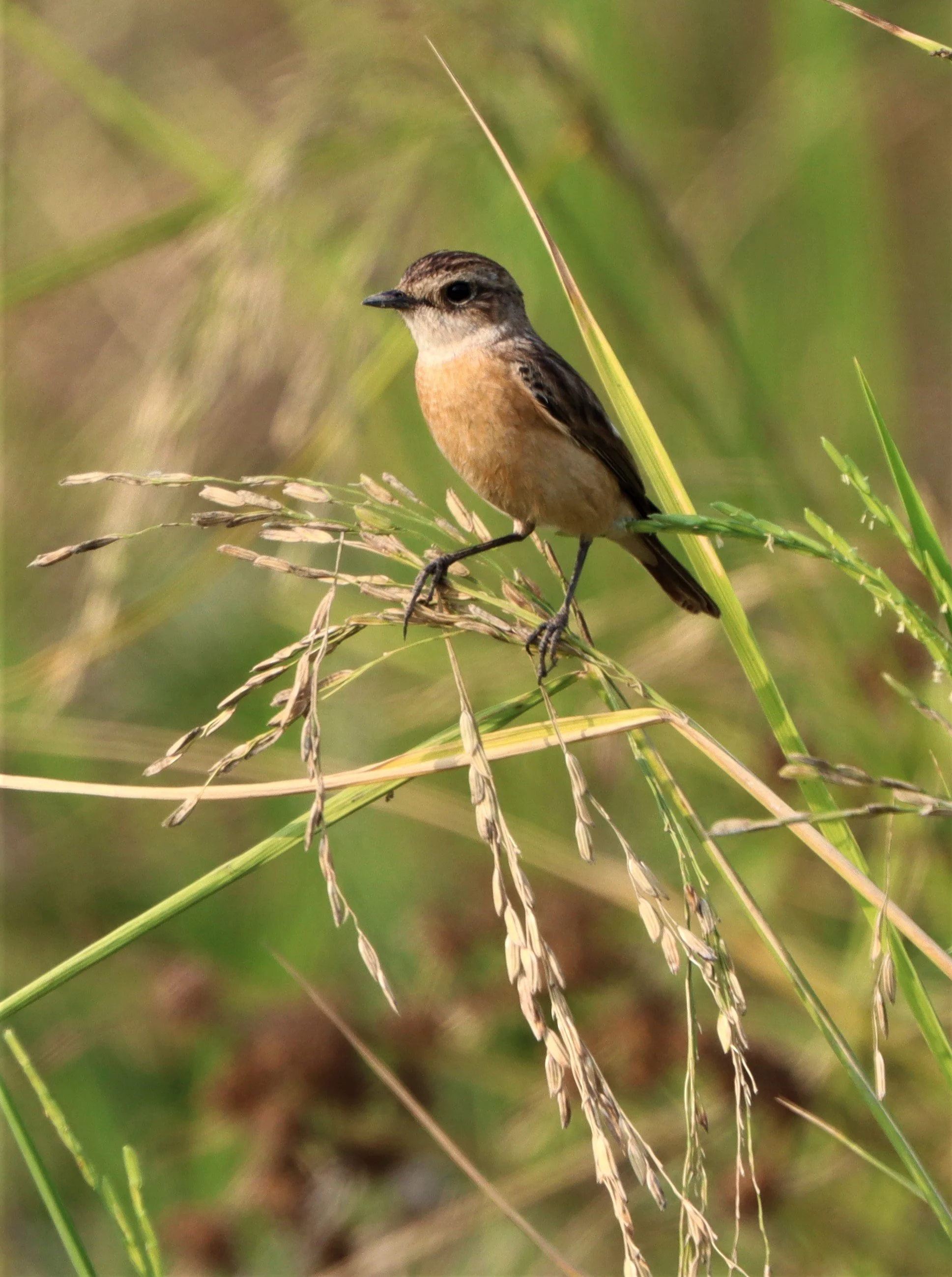STONECHAT - SIBERIAN STONECHAT - Saxicola maurus - LAT KRABANG WETLANDS NEAR BKK (14).jpg