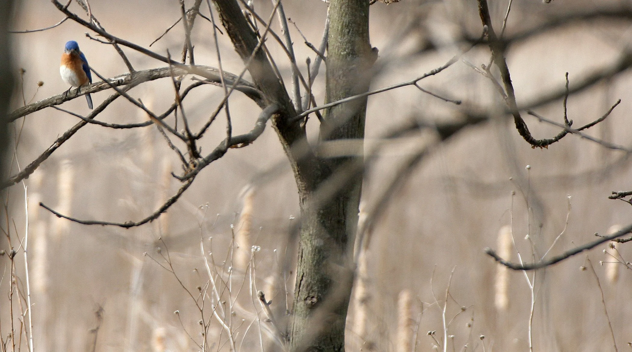 Eastern Bluebird (Sialia sialis) Lincoln Marsh Wheaton Illinois (1).JPG