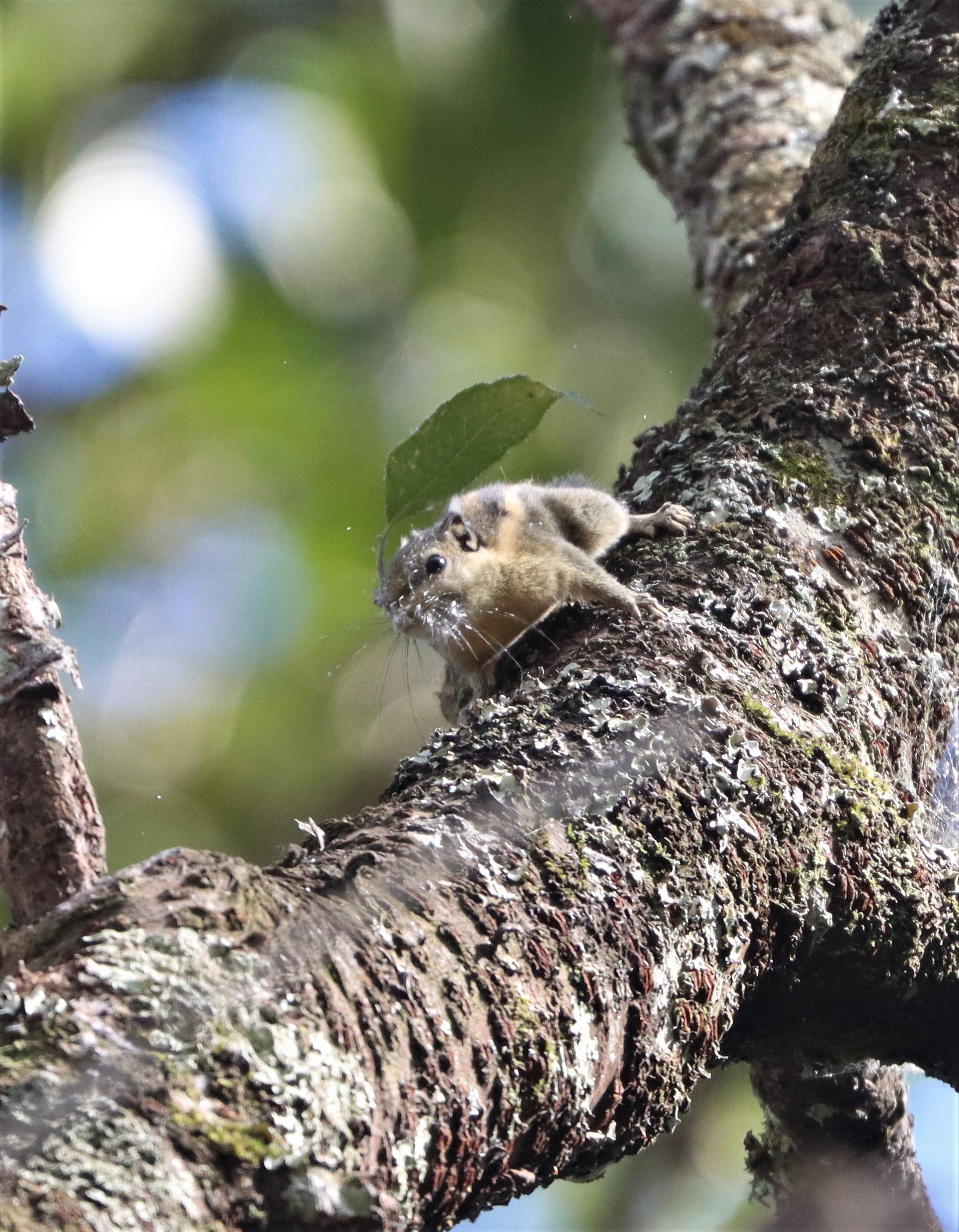 Tamiops mcclellandii - WESTERN OPR HIMALYAN STRIPED SQUIRREL - DOI INTHANON LOWER ELEVATIONS (1).jpg