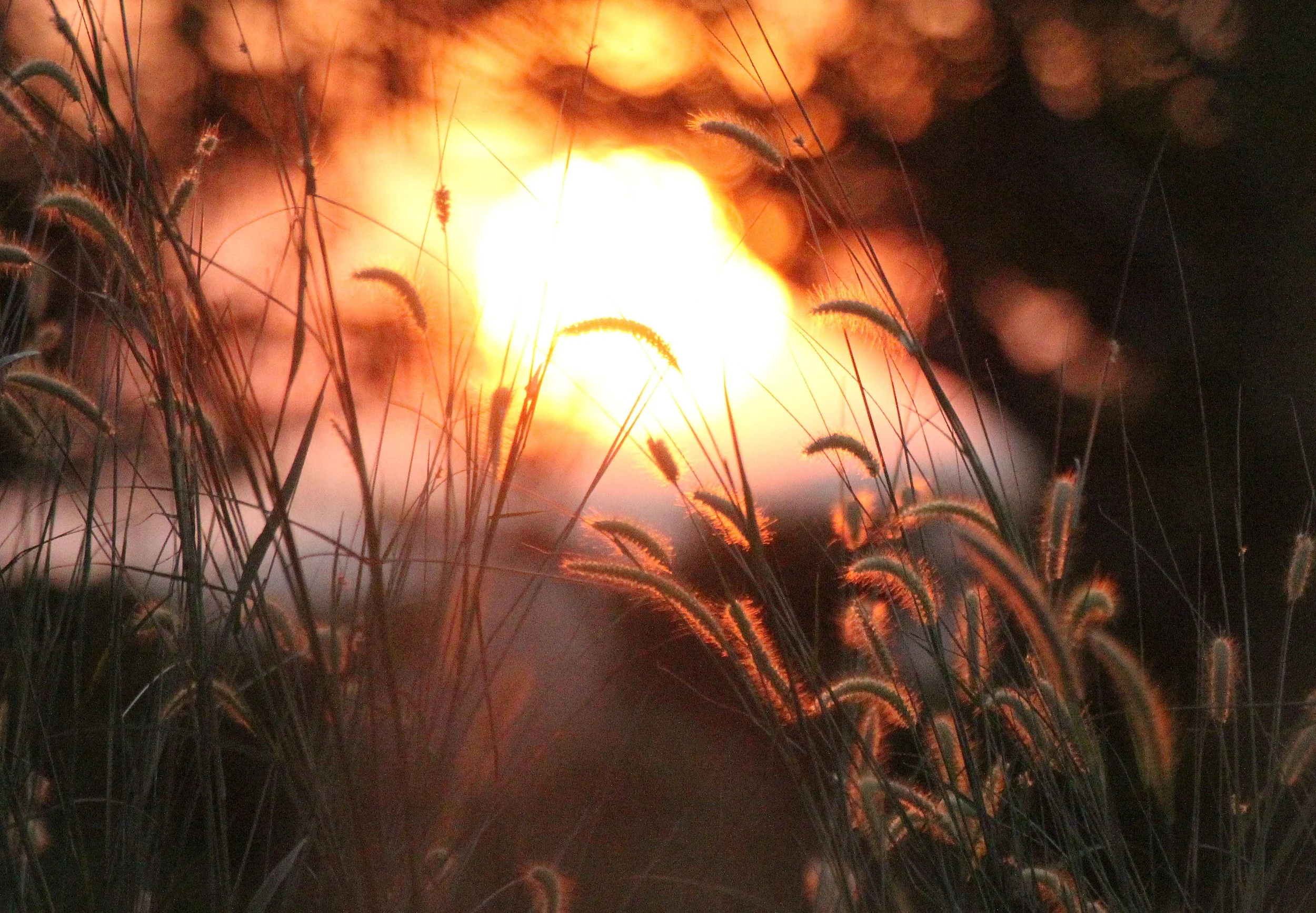 SIRIGIYA FOREST AREA SRI LANKA (9).JPG