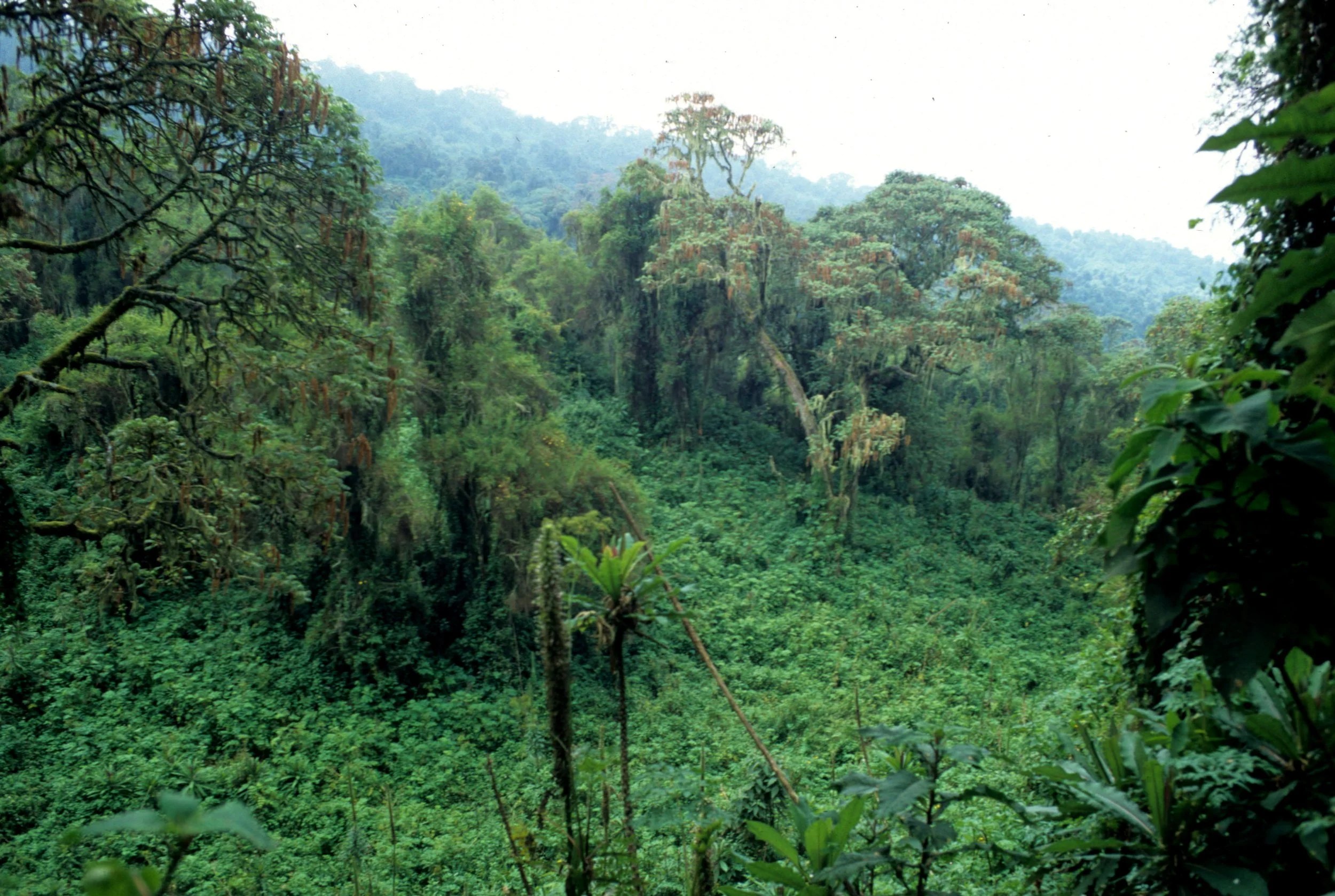 RWANDA - PARC DU VULCANS - FOREST A.jpg