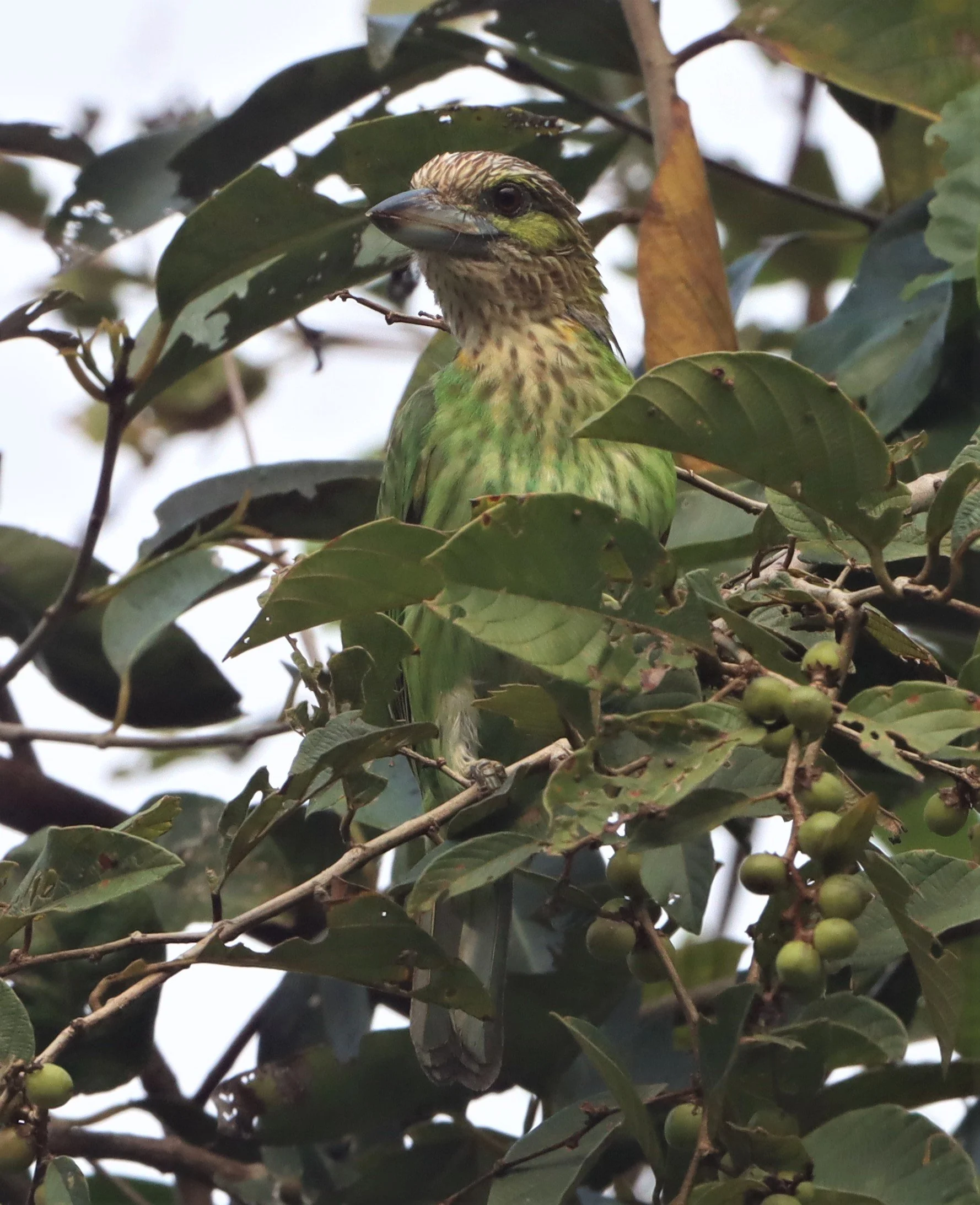 BARBET - LINEATED BARBET - Megalaima lineata - KHAENG KRACHAN 2021 (8).jpg