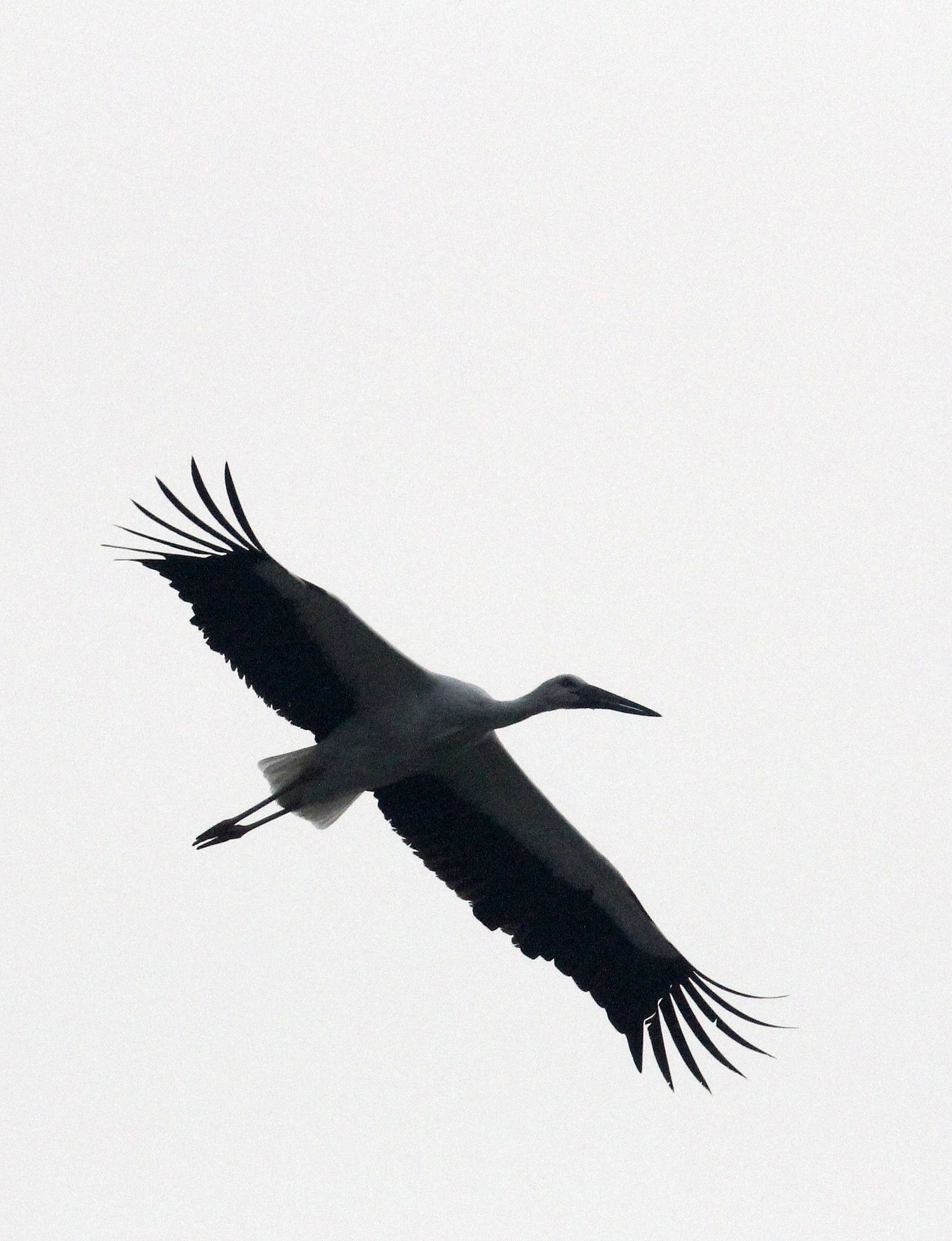 STORK - ORIENTAL STORK - Ciconia boyciana - POYANG LAKE, JIANGXI PROVINCE, CHINA (10).JPG